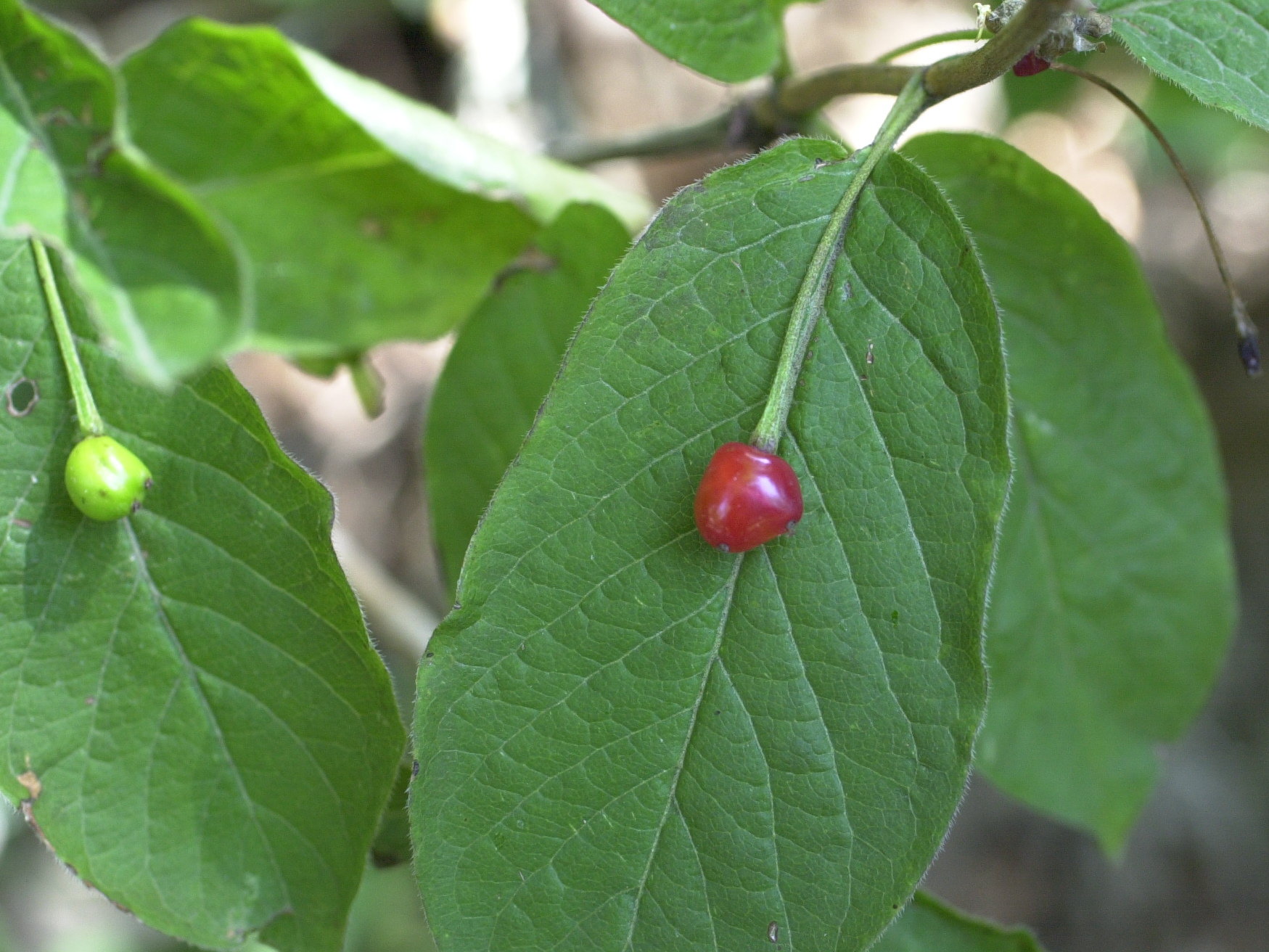 lonicera_alpigena3md