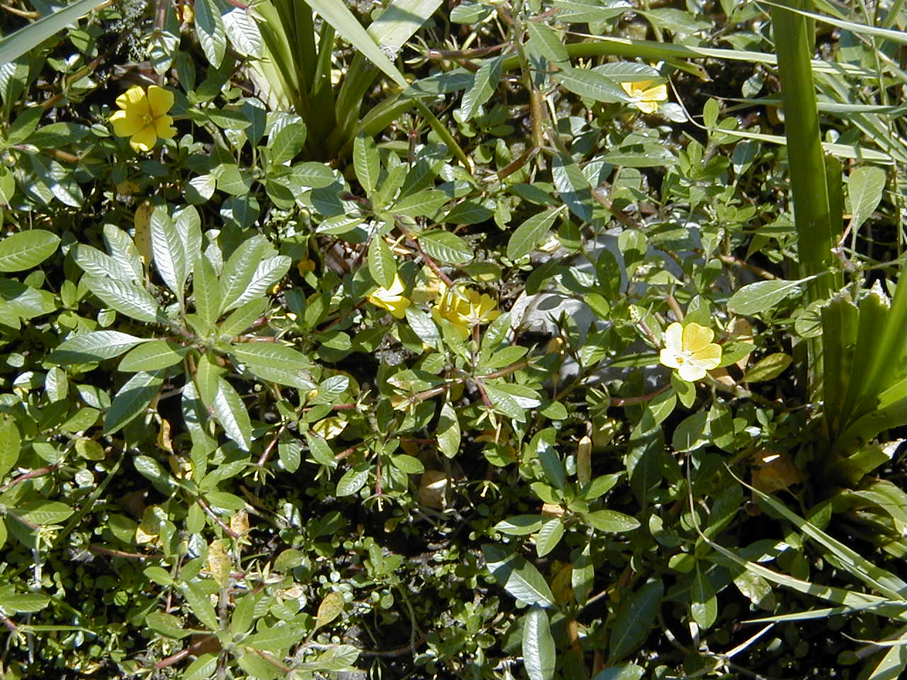 Afficher le média ludwigia_peploides2md ludwigia_peploides2md