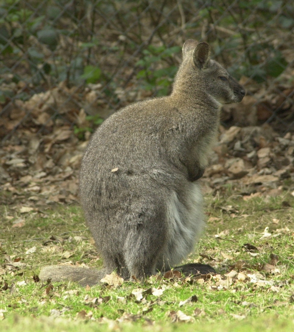 macropus_rufogriseus1md