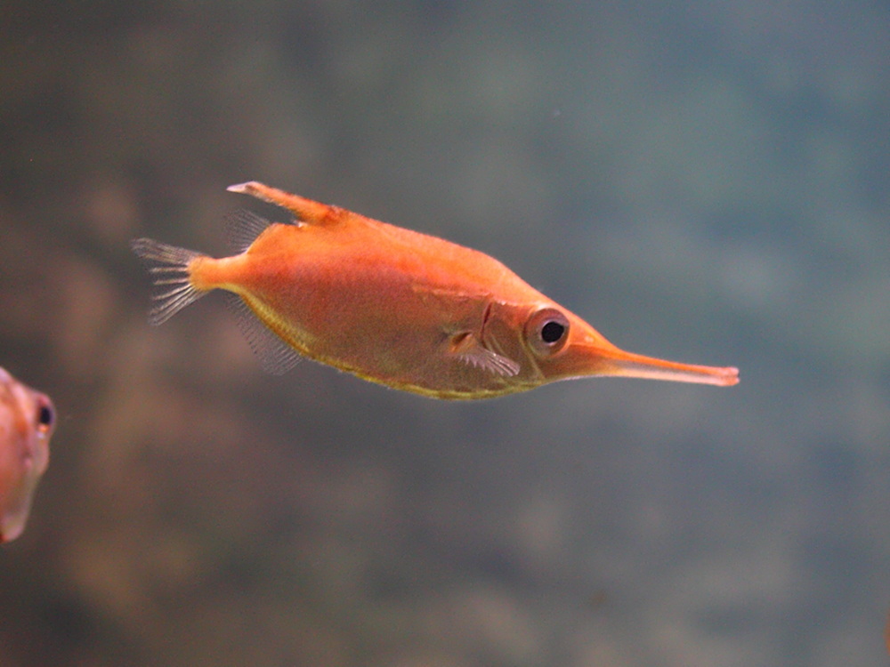 macroramphosus_scolopax2md