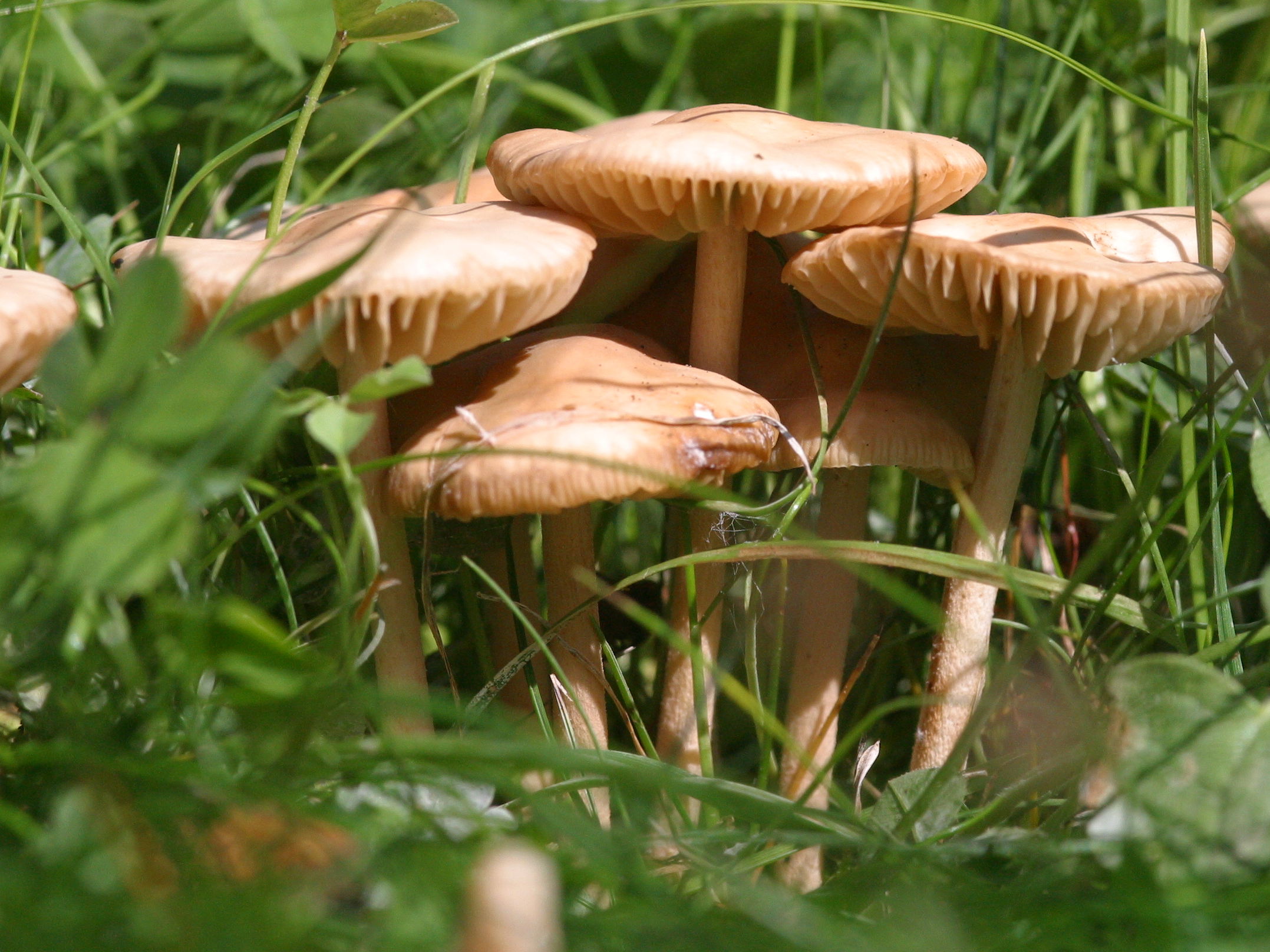 Afficher le média marasmius_oreades3md marasmius_oreades3md