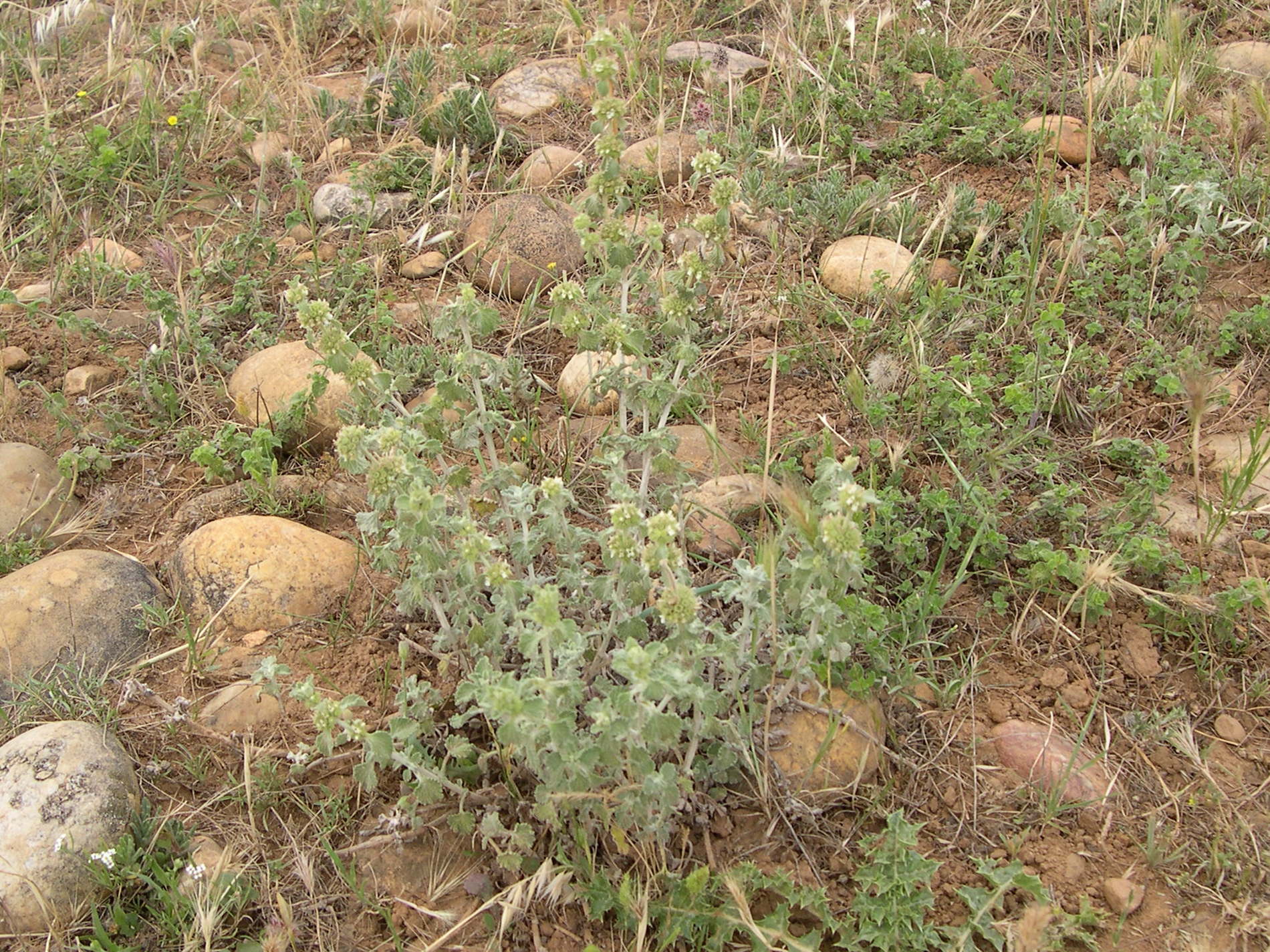 marrubium_vulgare4md