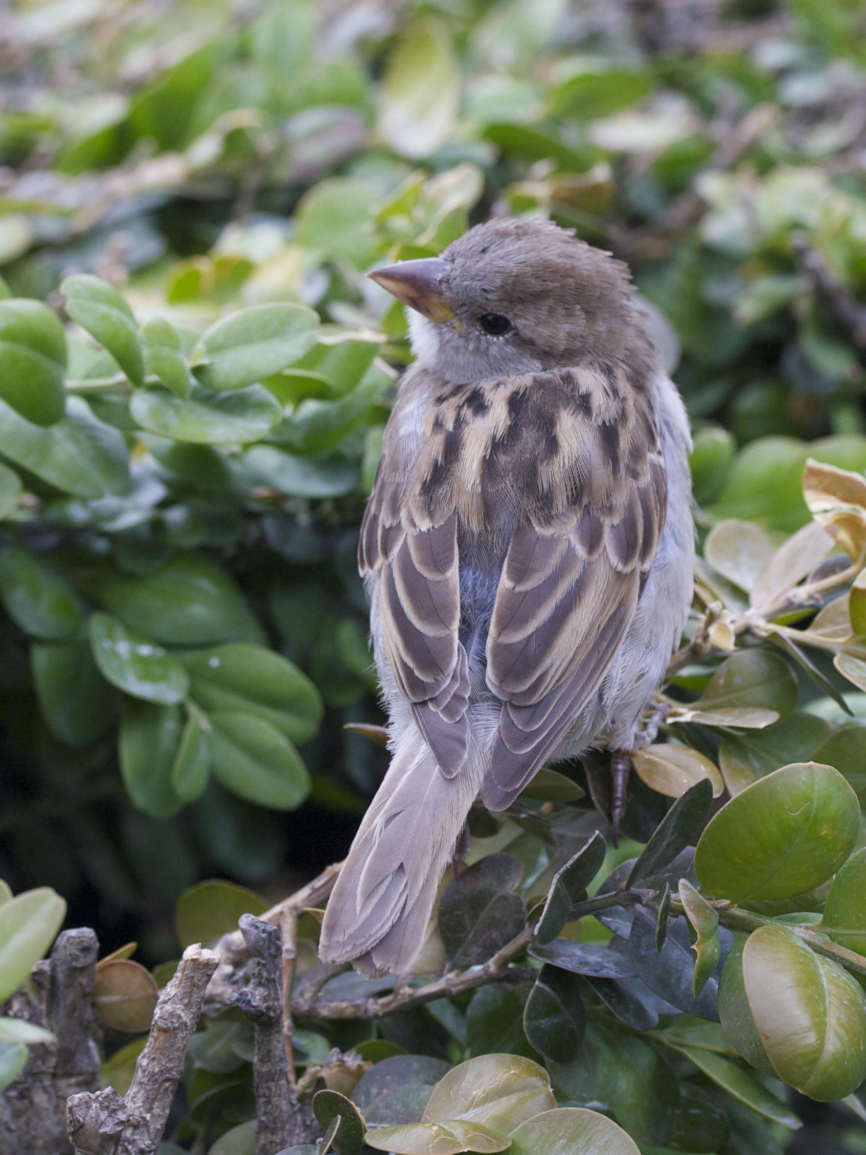 moineau_domestique_-_passer_domesticus4bd