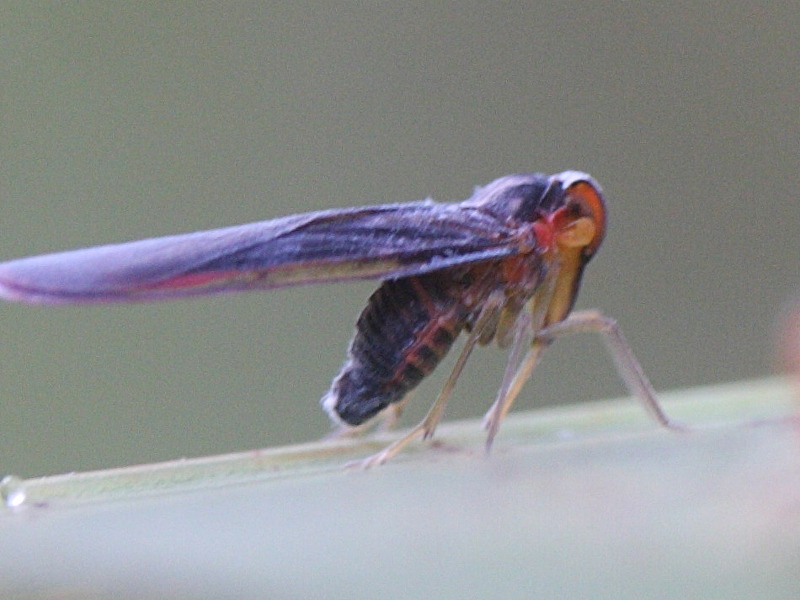 muirileguatia_borbonica3md