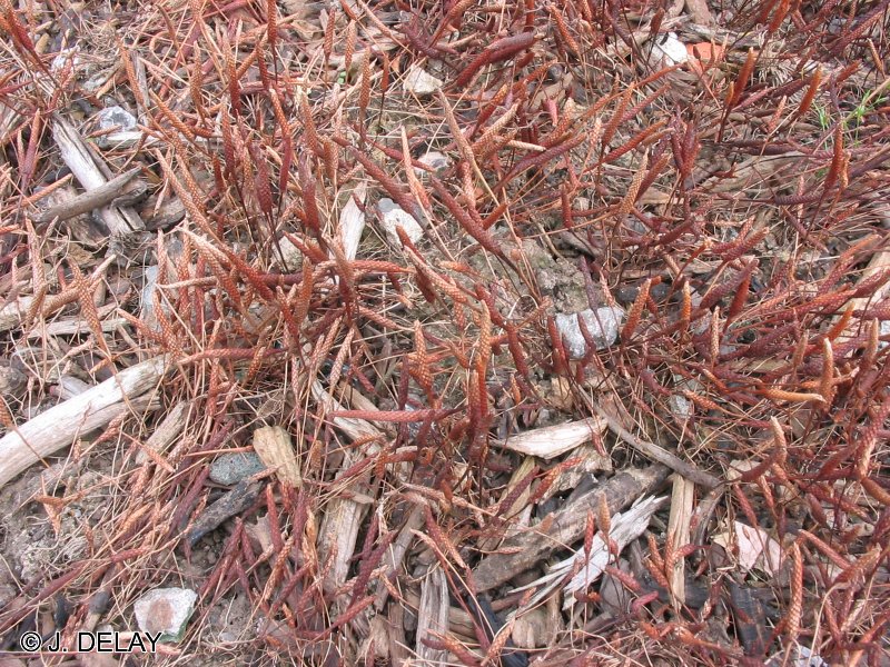 Afficher le média myosurus_minimus1jd myosurus_minimus1jd