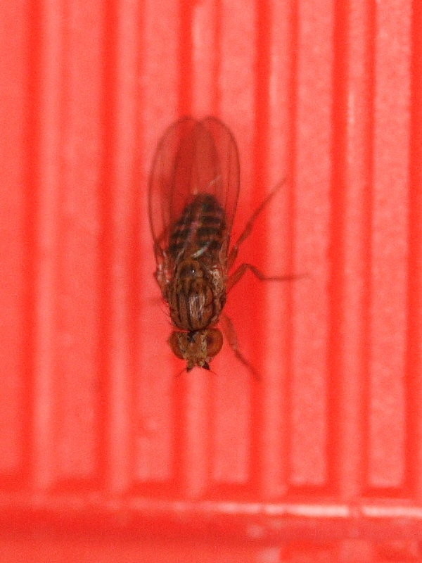 napomyza_carotae1bmd