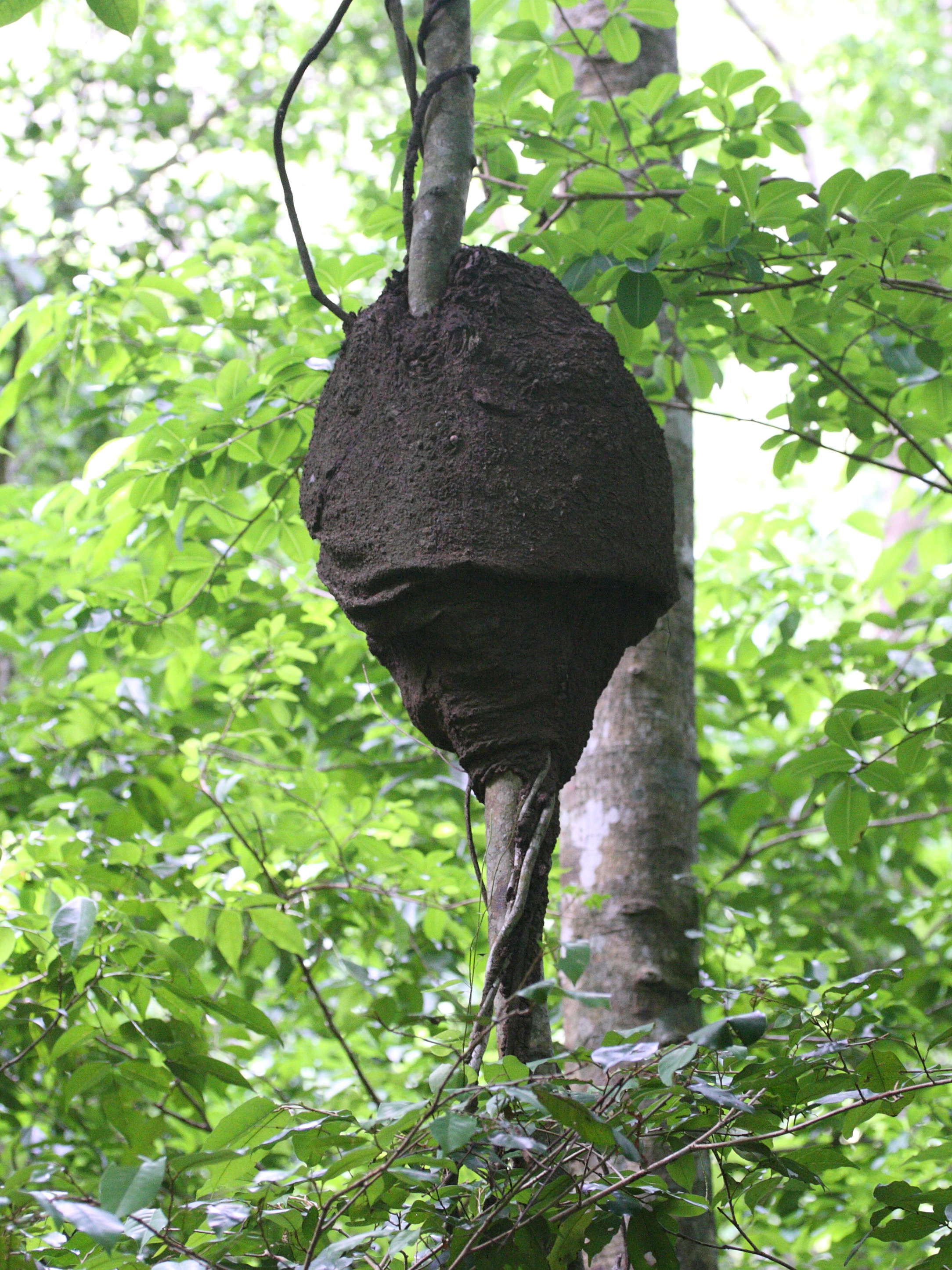 nasutitermes_corniger3amd