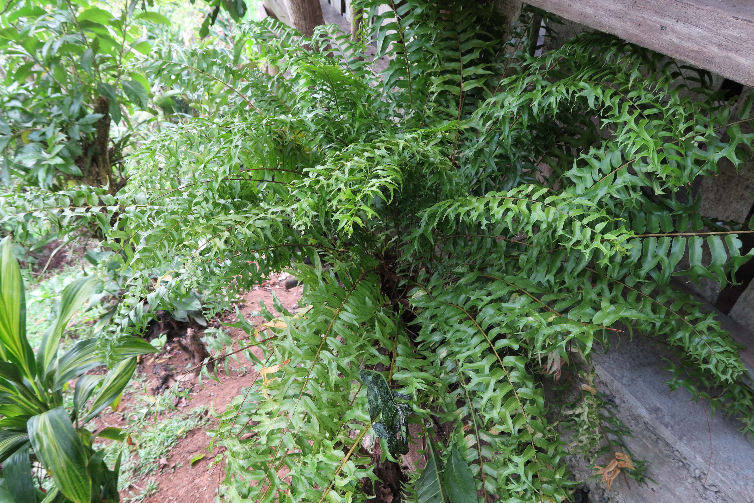 Afficher le média nephrolepis_falcata_furcans4md nephrolepis_falcata_furcans4md