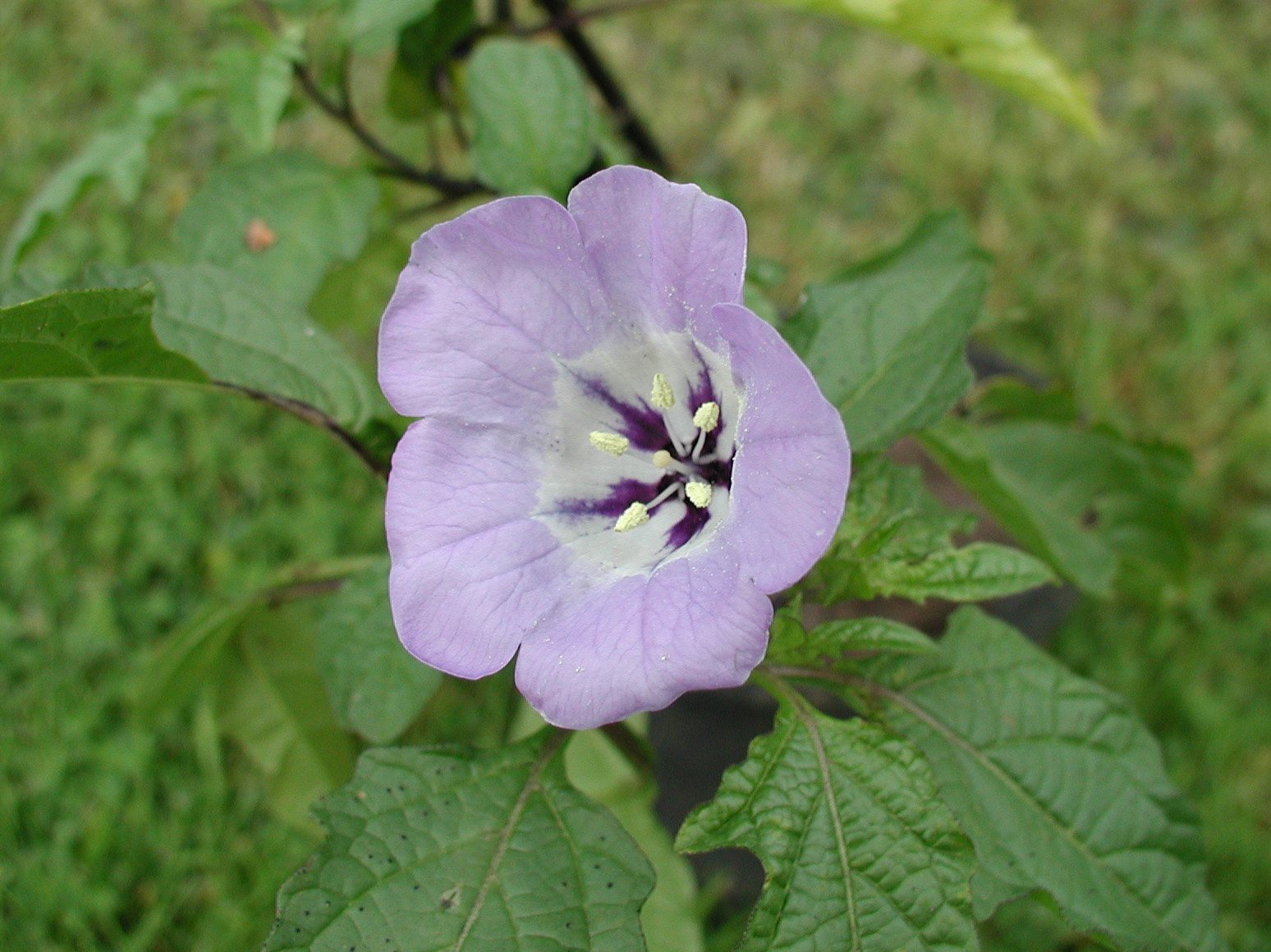 Nicandra_physalodes
