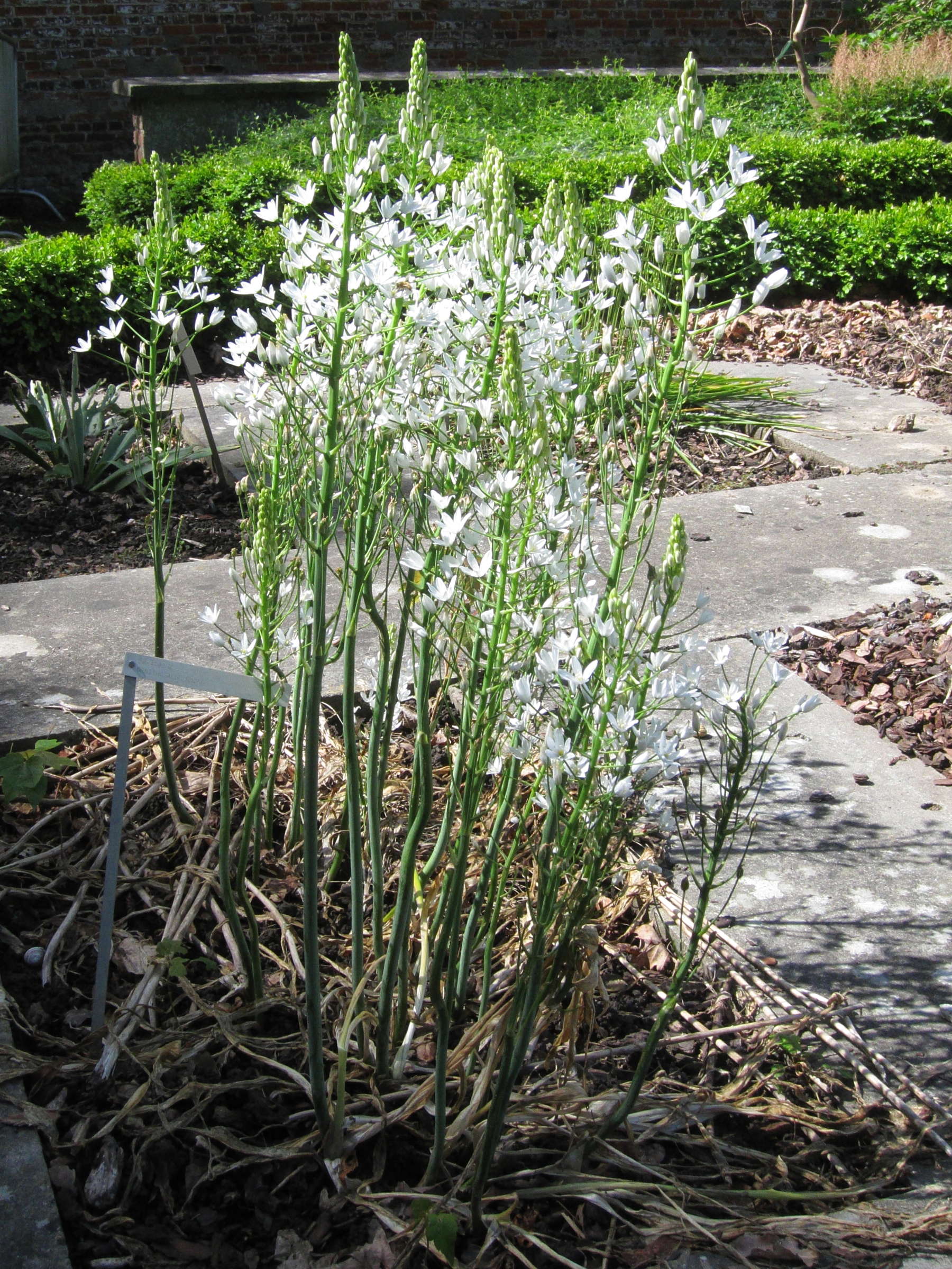 ornithogalum_magnum1bd