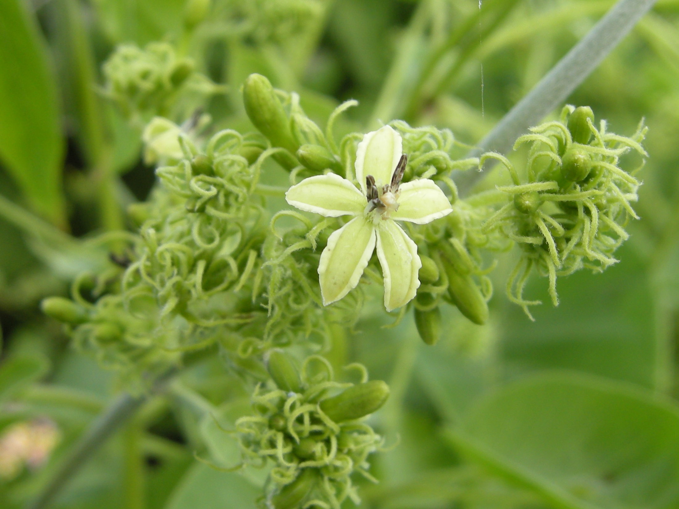 paederia_bojeriana4md