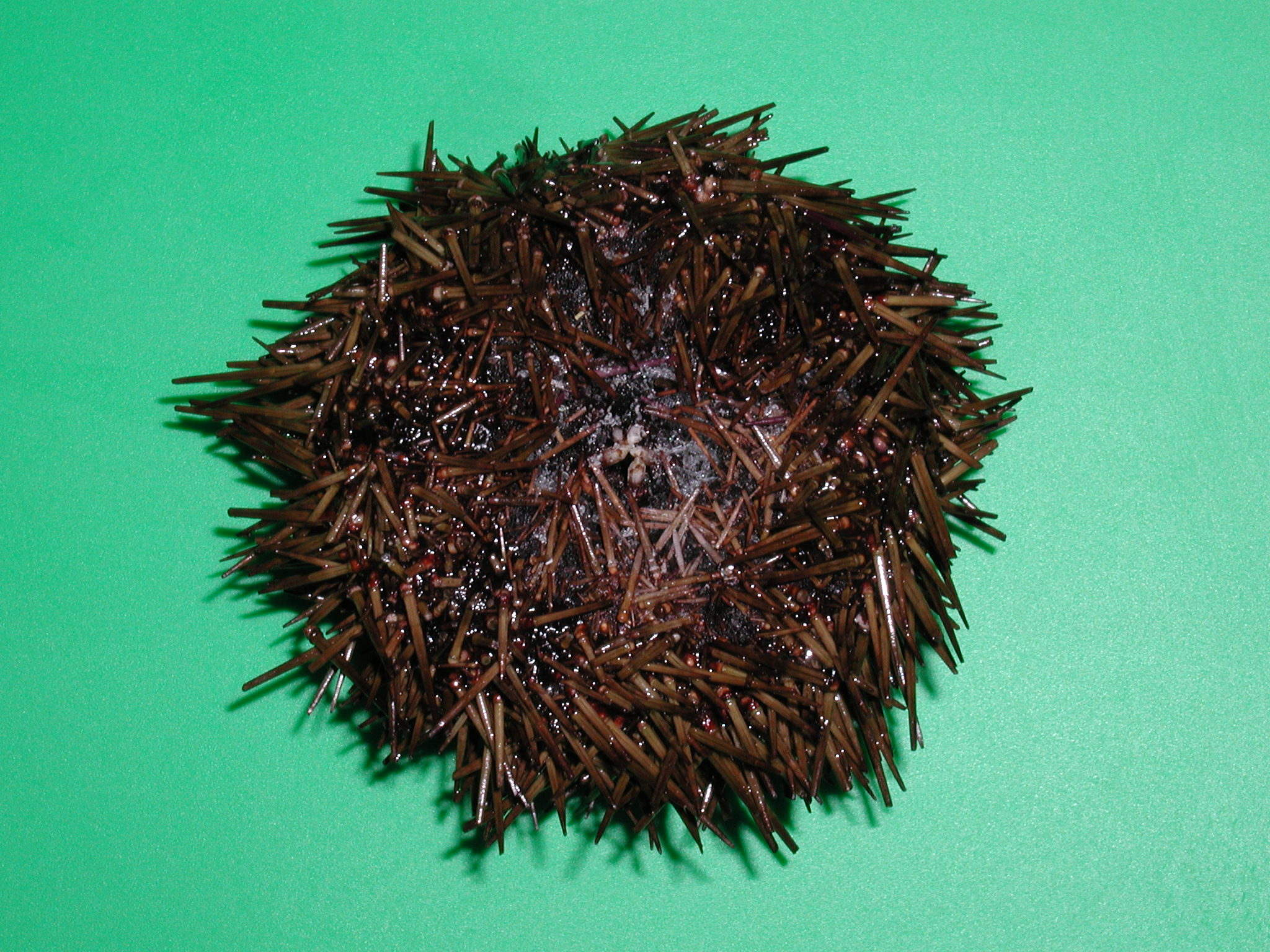 Afficher le média paracentrotus_lividus3md paracentrotus_lividus3md