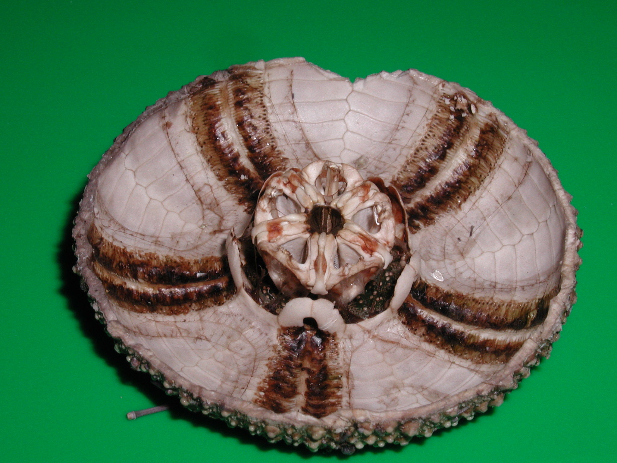 Afficher le média paracentrotus_lividus5md paracentrotus_lividus5md