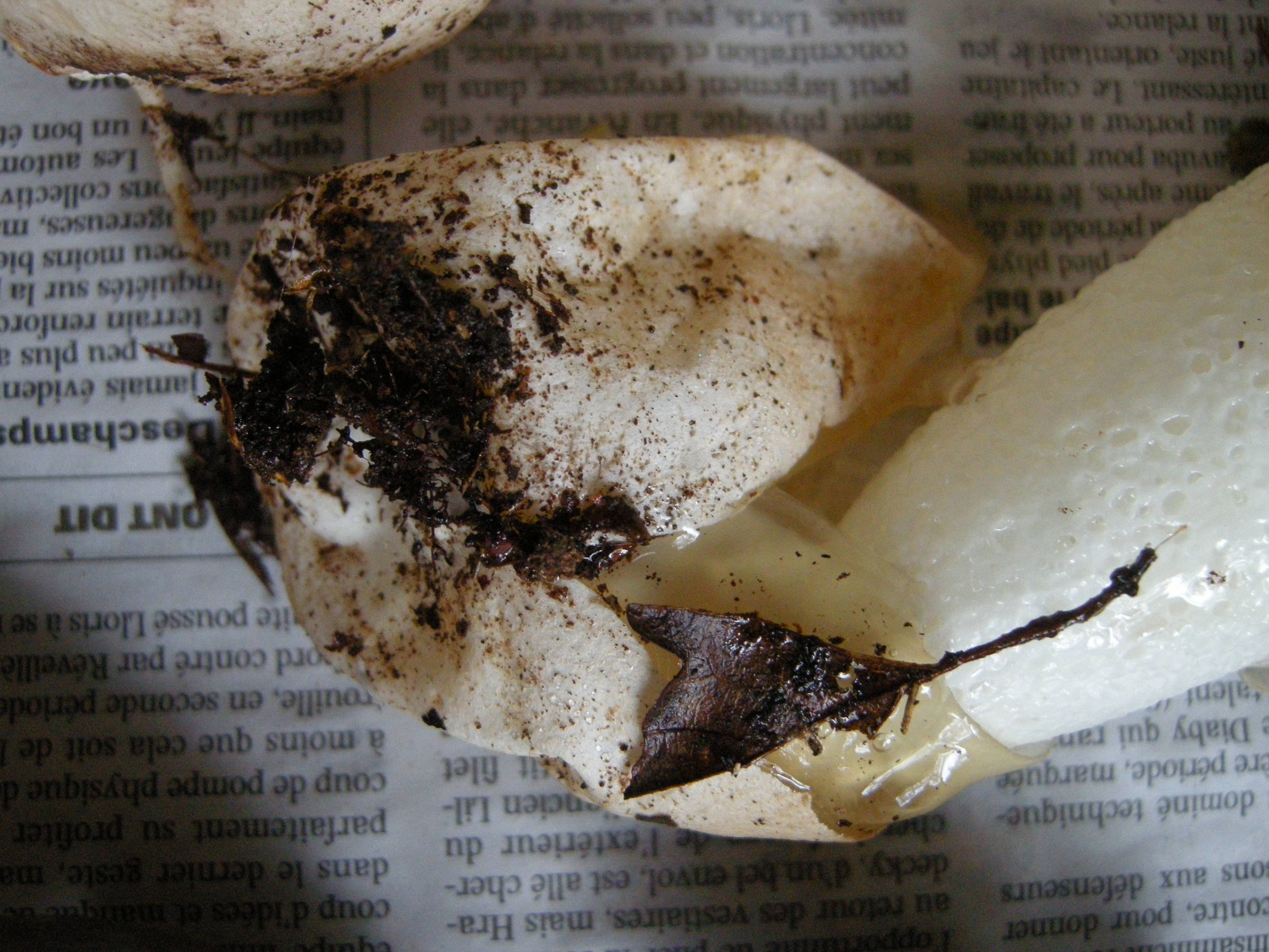 phallus_impudicus6md