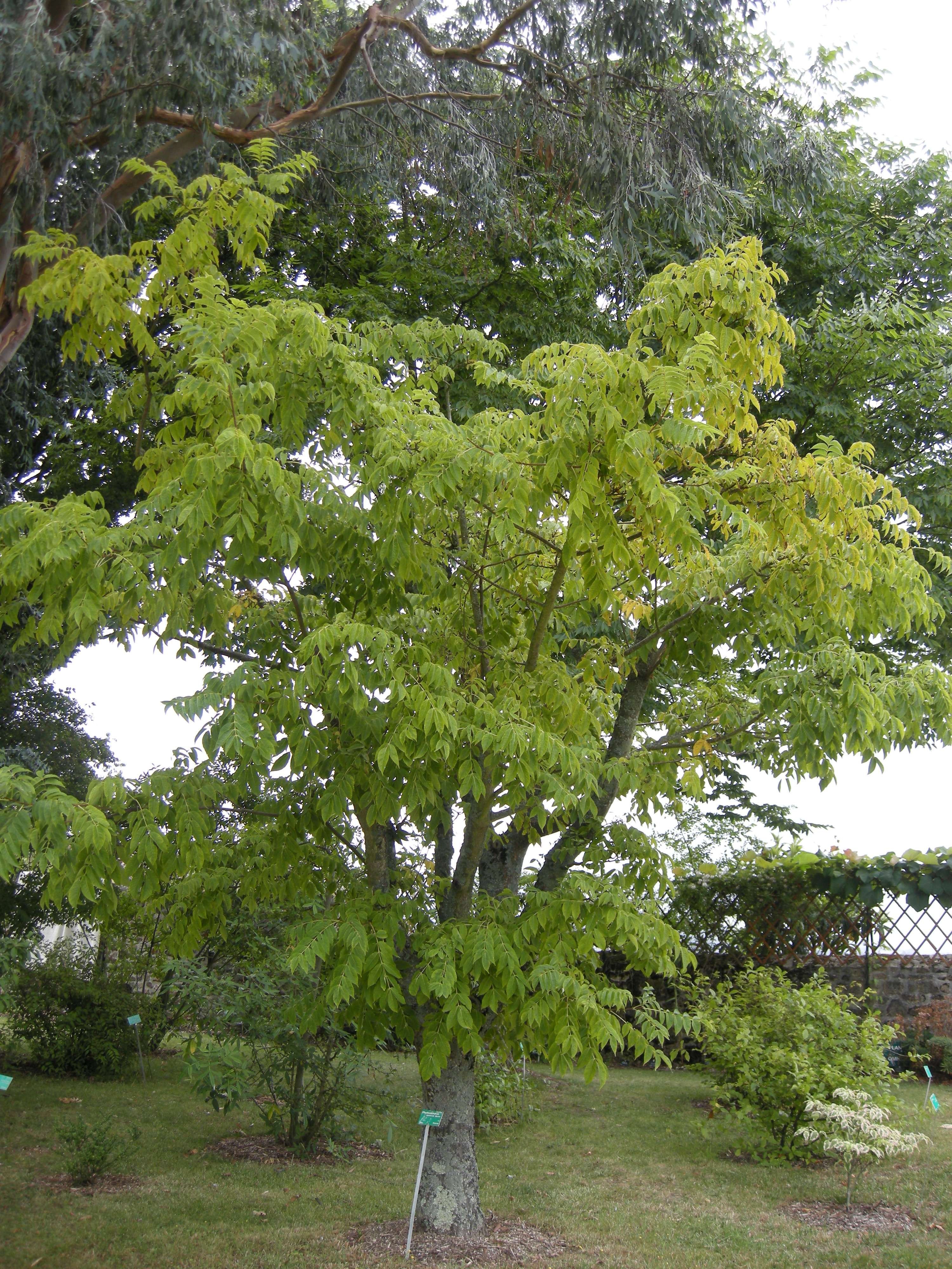 Afficher le média phellodendron_japonicum1bd phellodendron_japonicum1bd