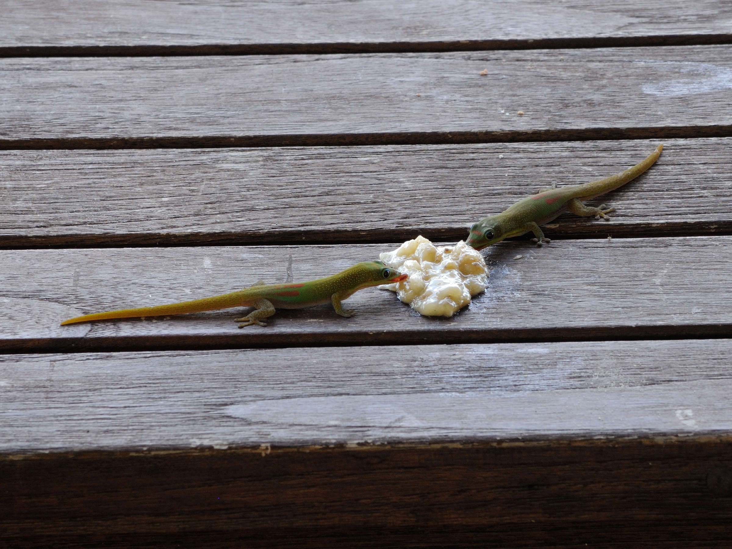 phelsuma_laticauda5md