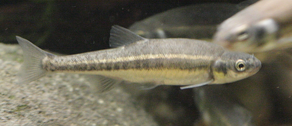 phoxinus_phoxinus2bd