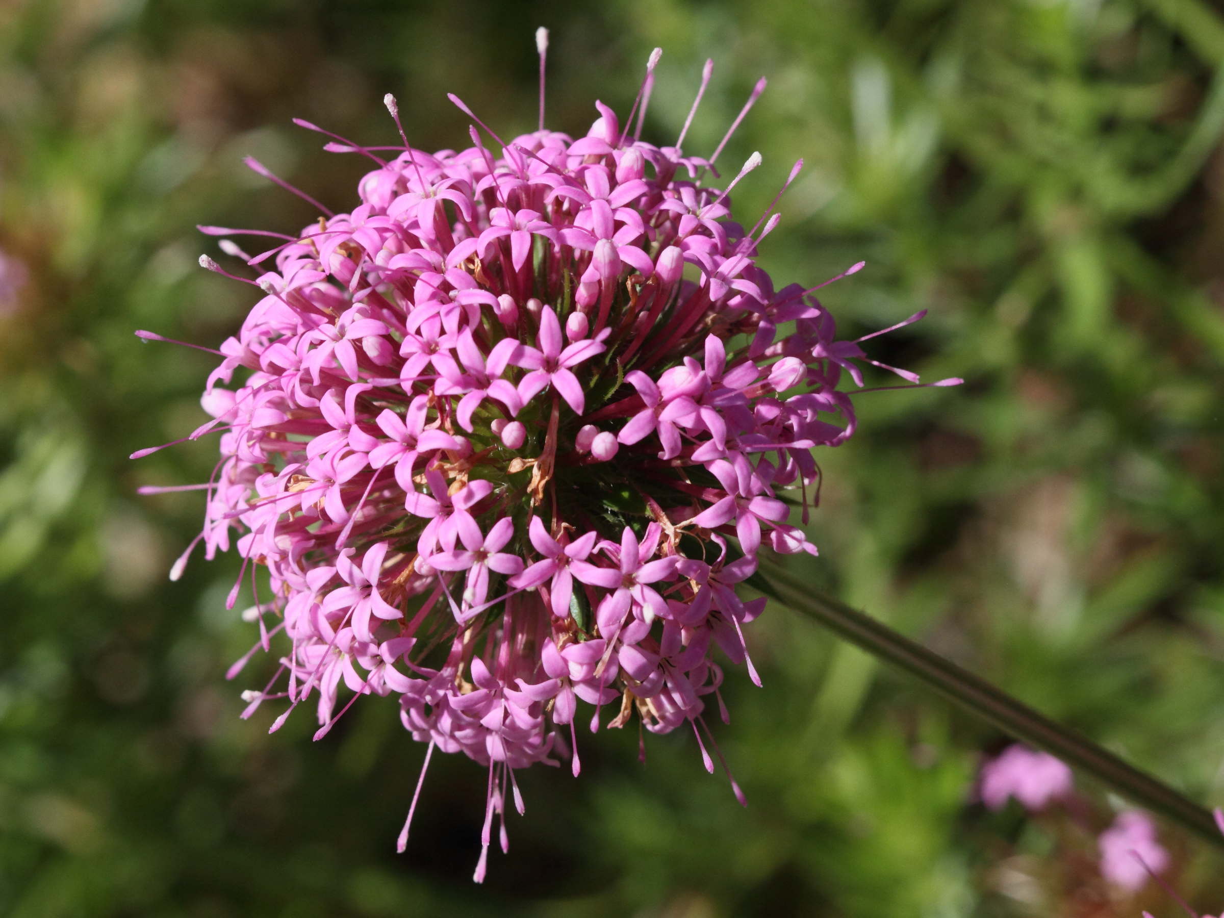 Afficher le média phuopsis_stylosa2bd phuopsis_stylosa2bd