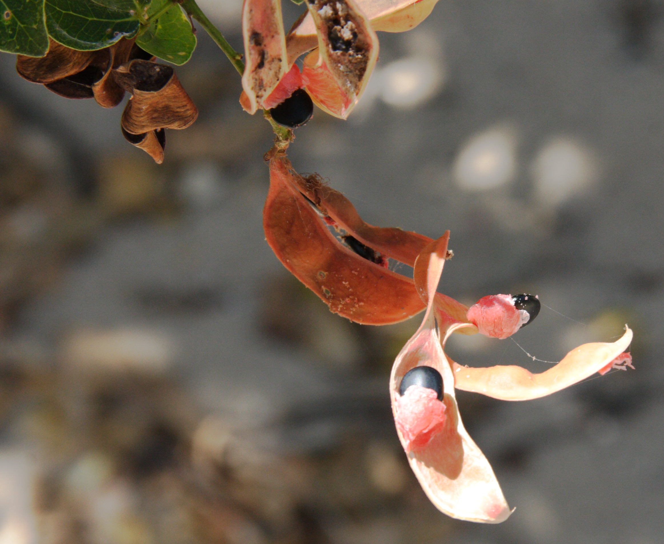 pithecellobium_unguis-cati4md