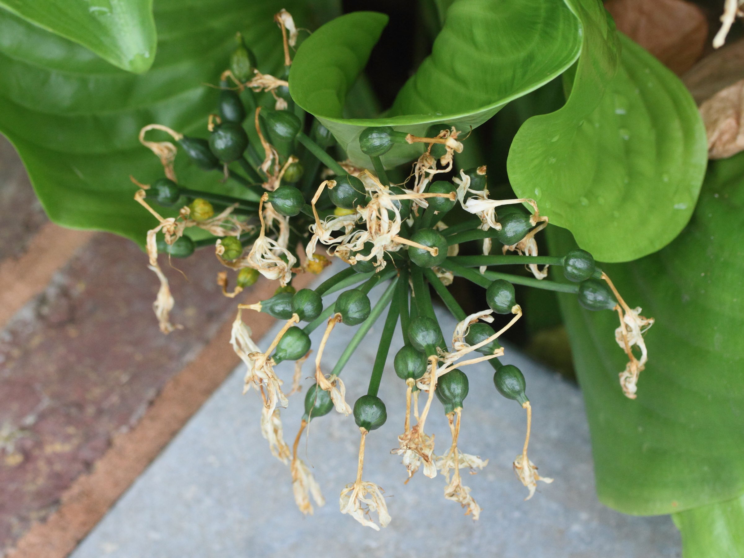 proiphys_amboinensis3md