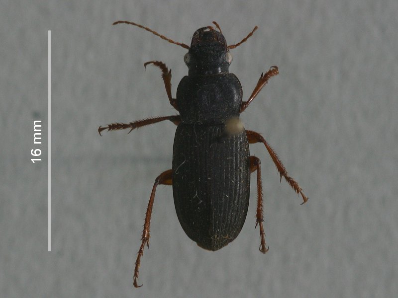 pseudophonus_rufipes