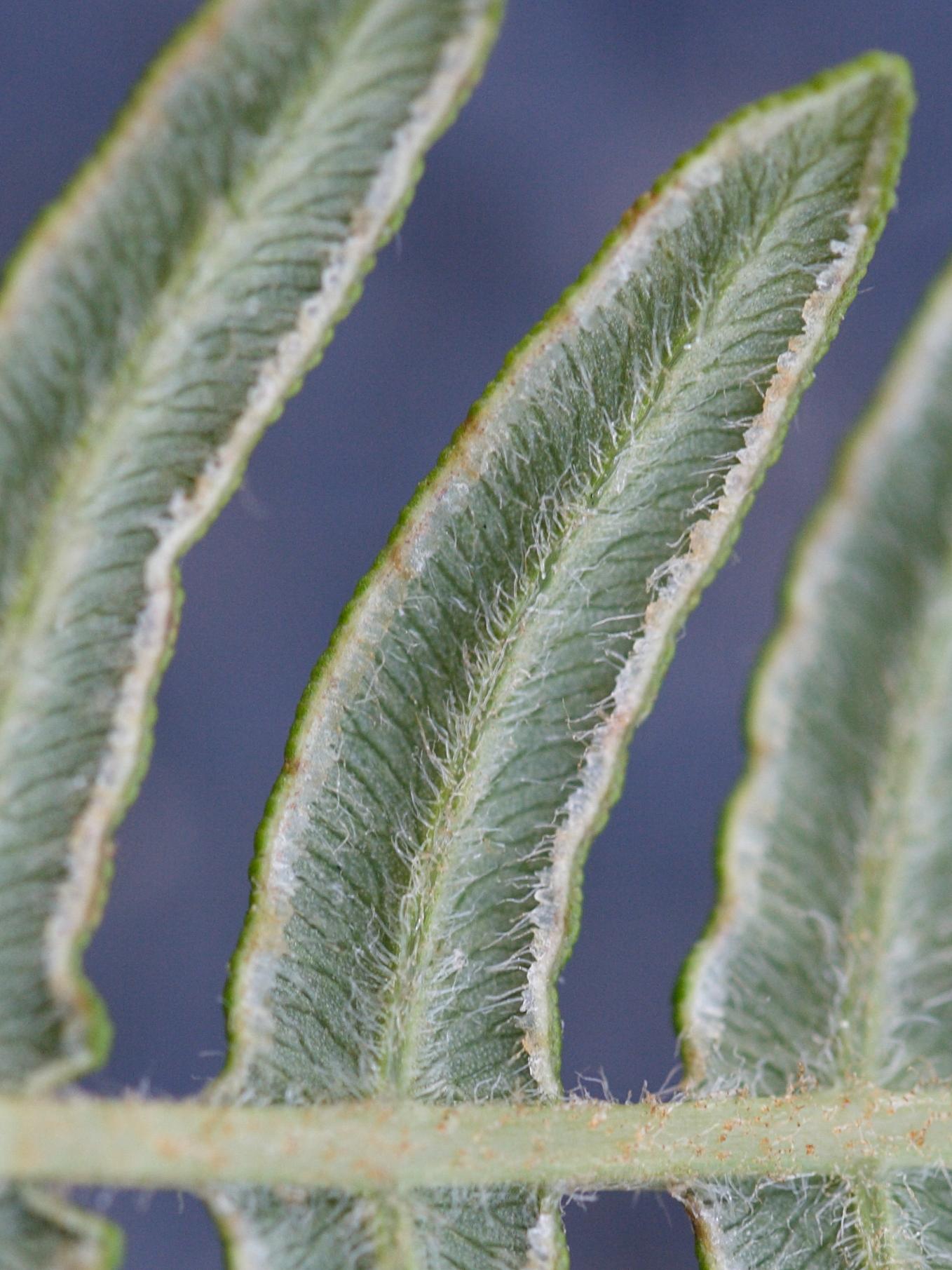 pteridium_aquilinum11amd