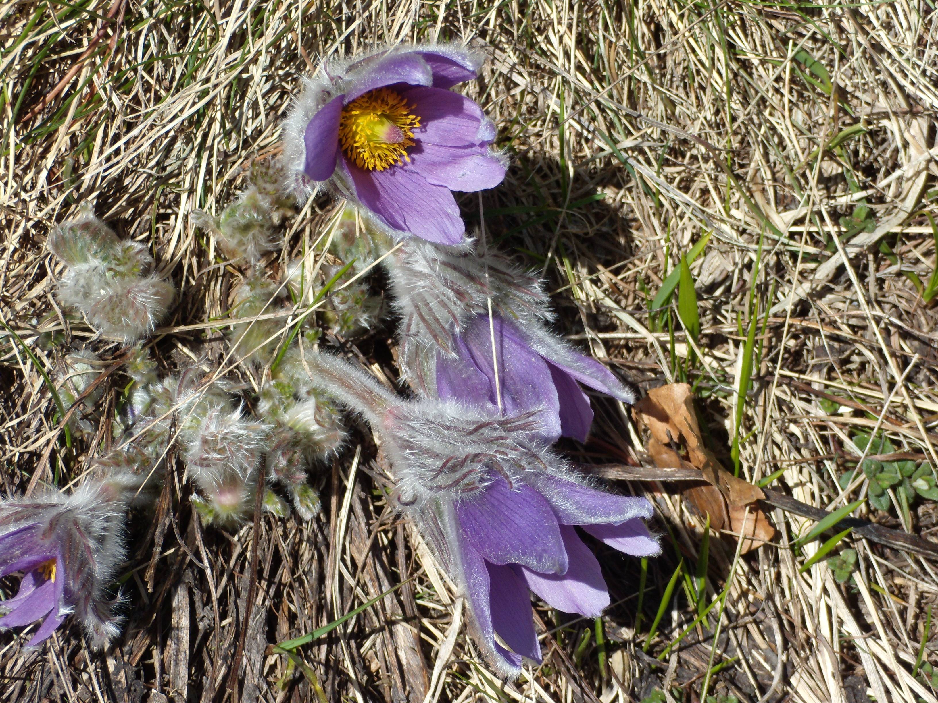 pulsatilla_vulgaris5gv