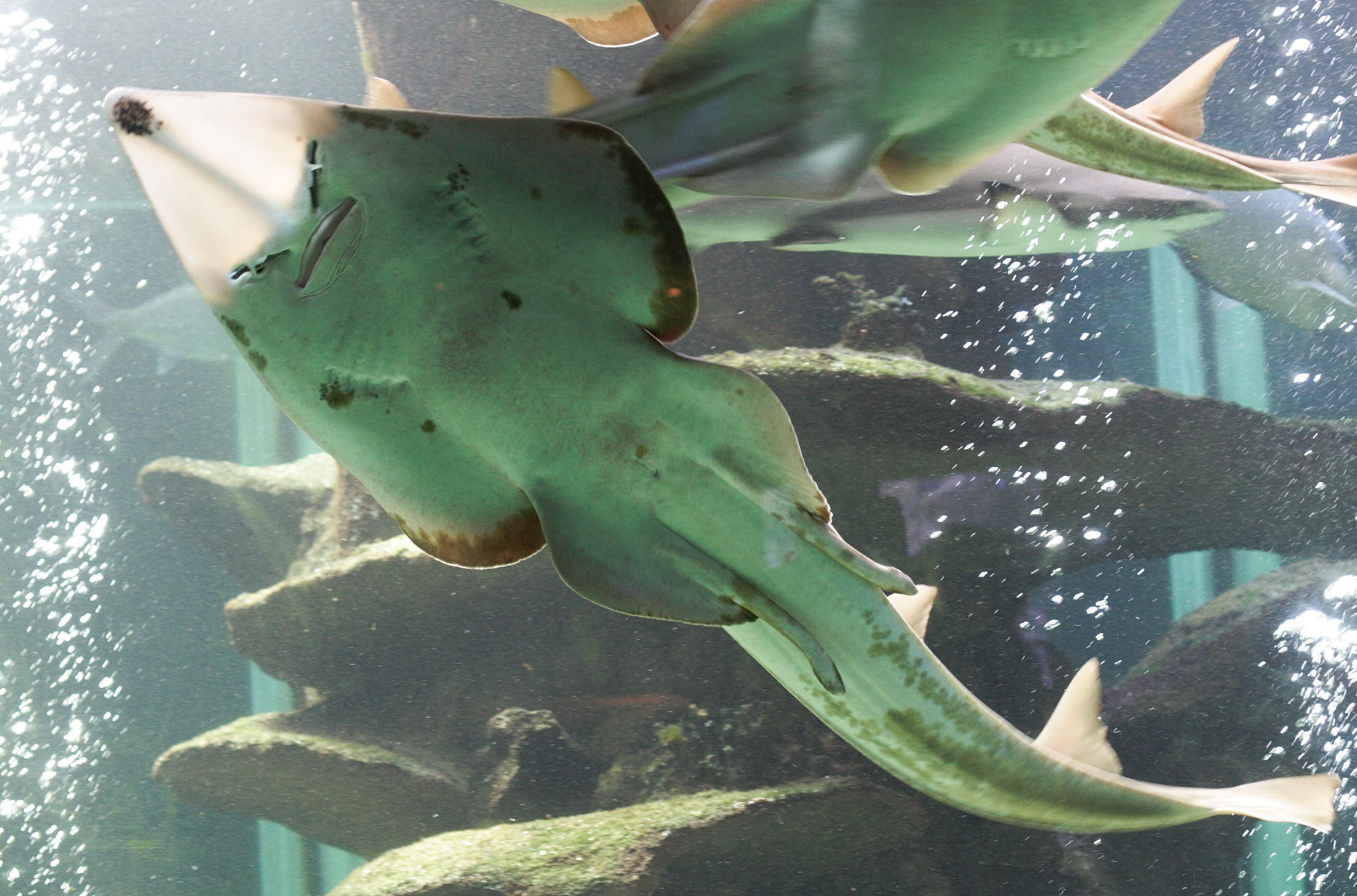 Afficher le média rhinobatos_cemiculus1md rhinobatos_cemiculus1md