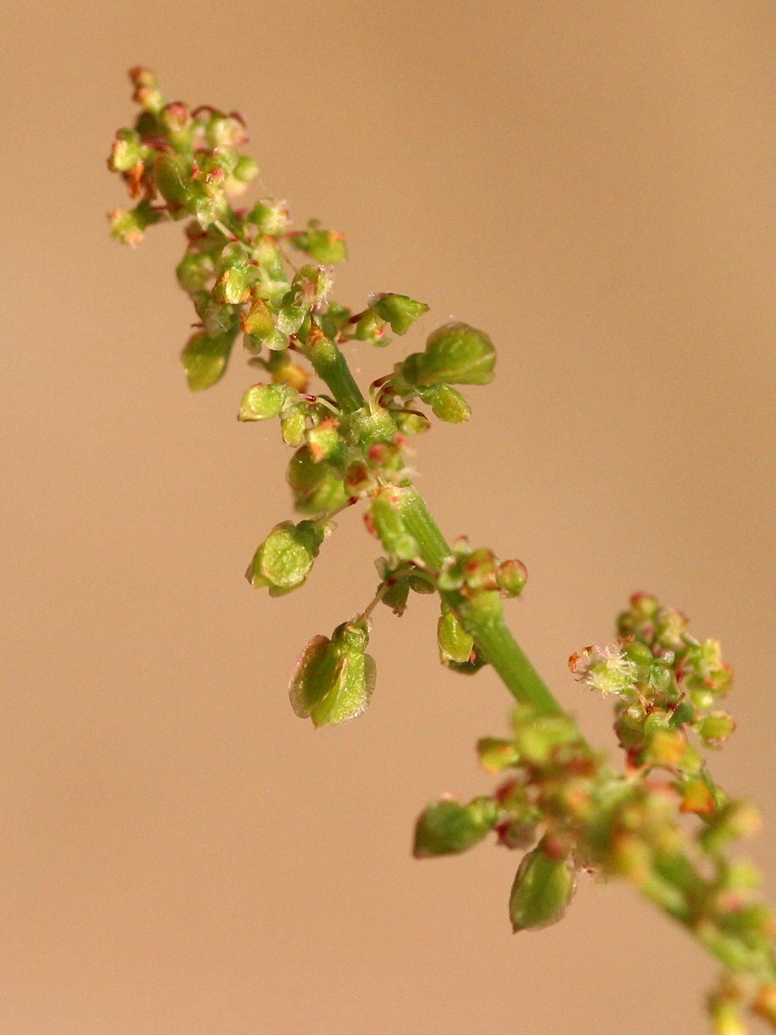 rumex_thyrsiflorus4bd