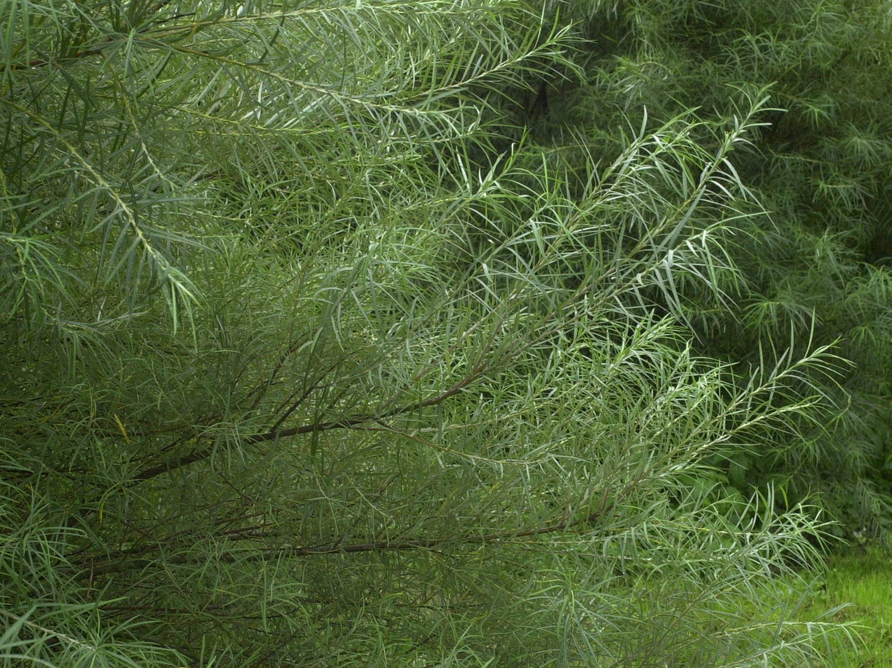 Afficher le média salix_eleagnos2md salix_eleagnos2md