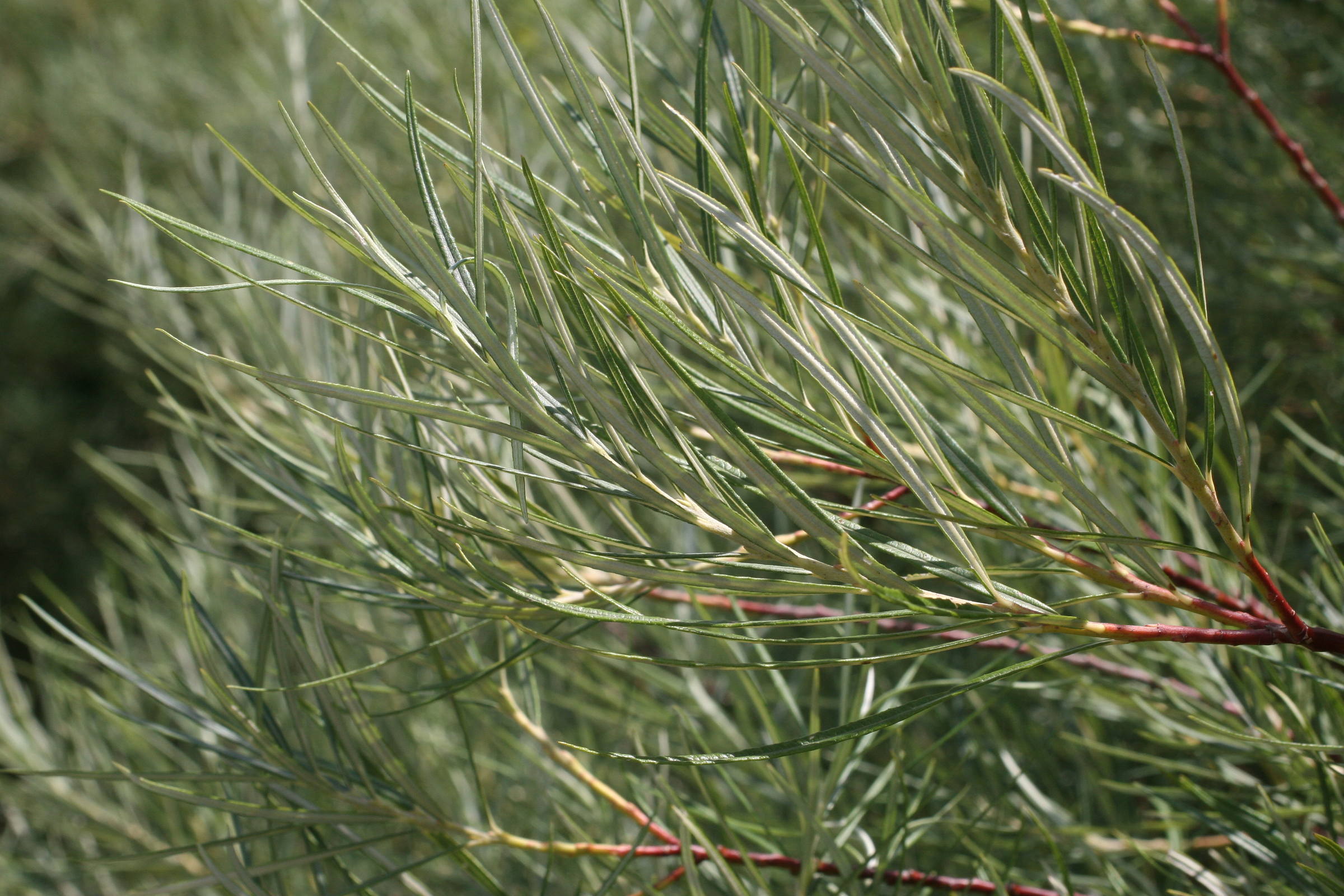 Afficher le média salix_rosmarinifolia3md salix_rosmarinifolia3md