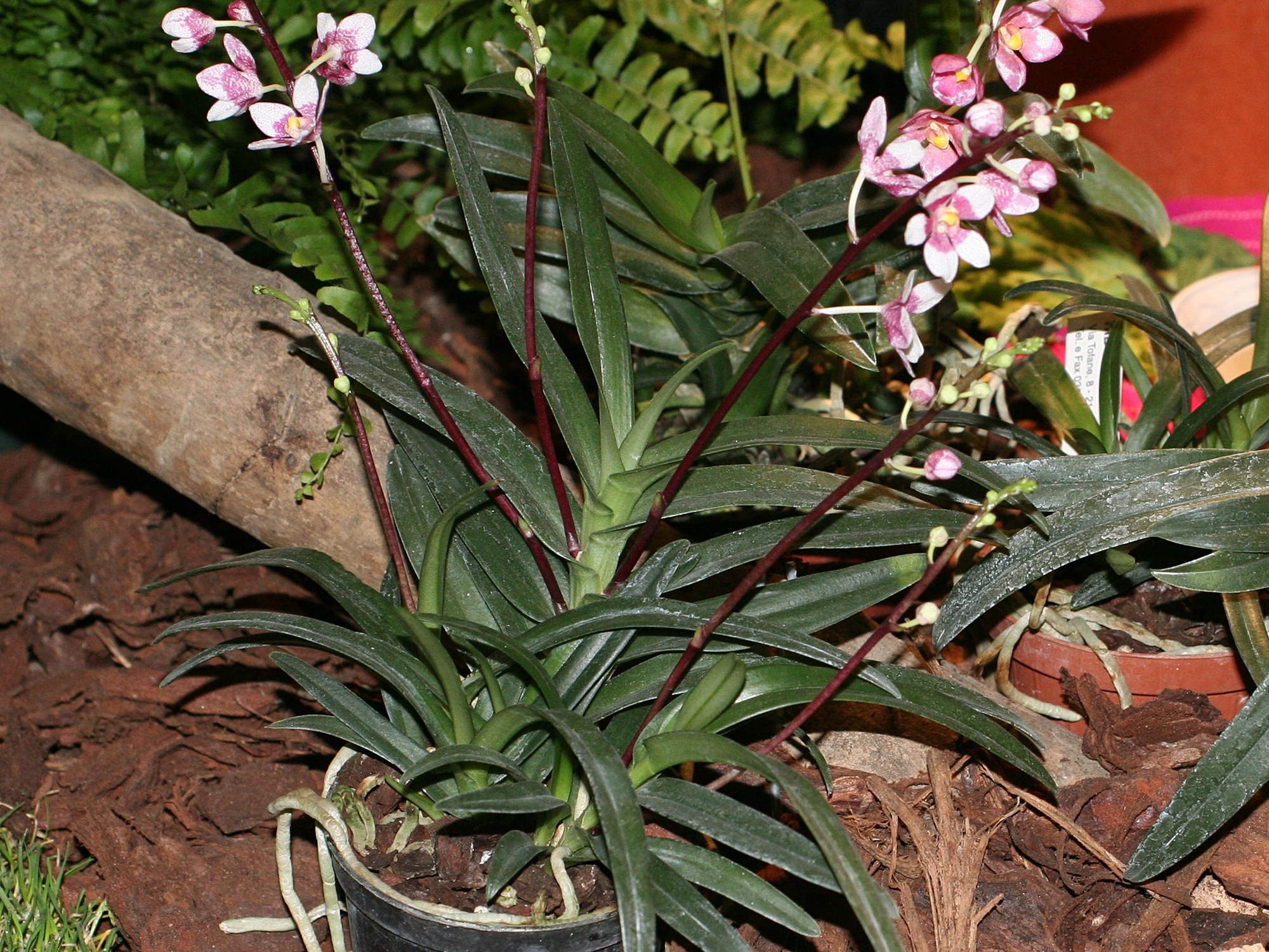 Afficher le média sarcochilus_fitzgeraldii1md sarcochilus_fitzgeraldii1md