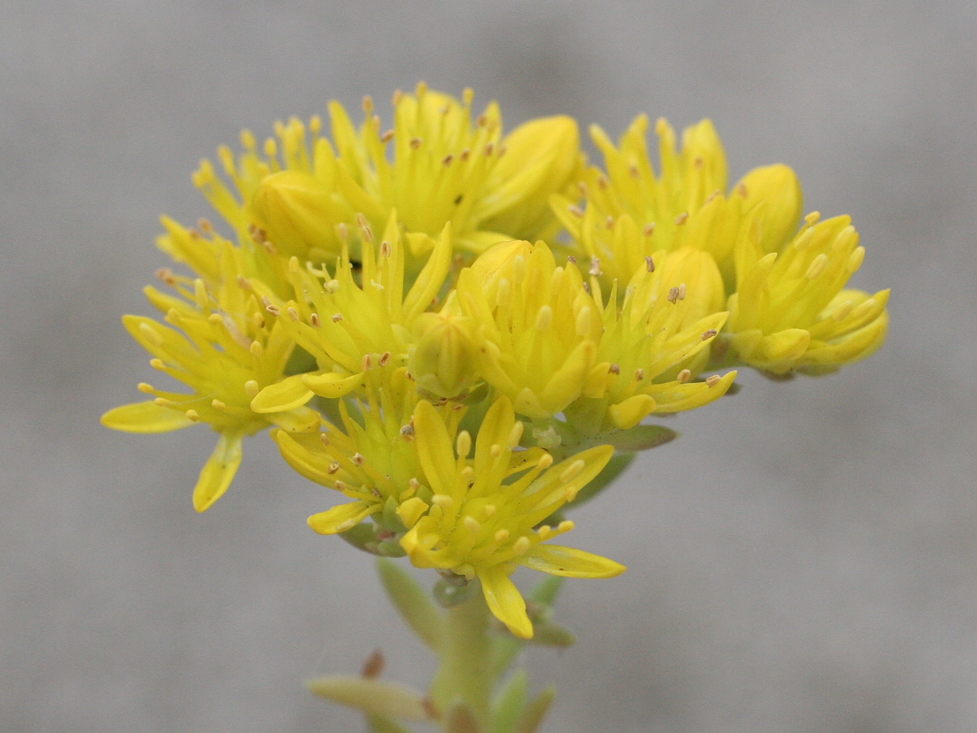 sedum_rupestre2md