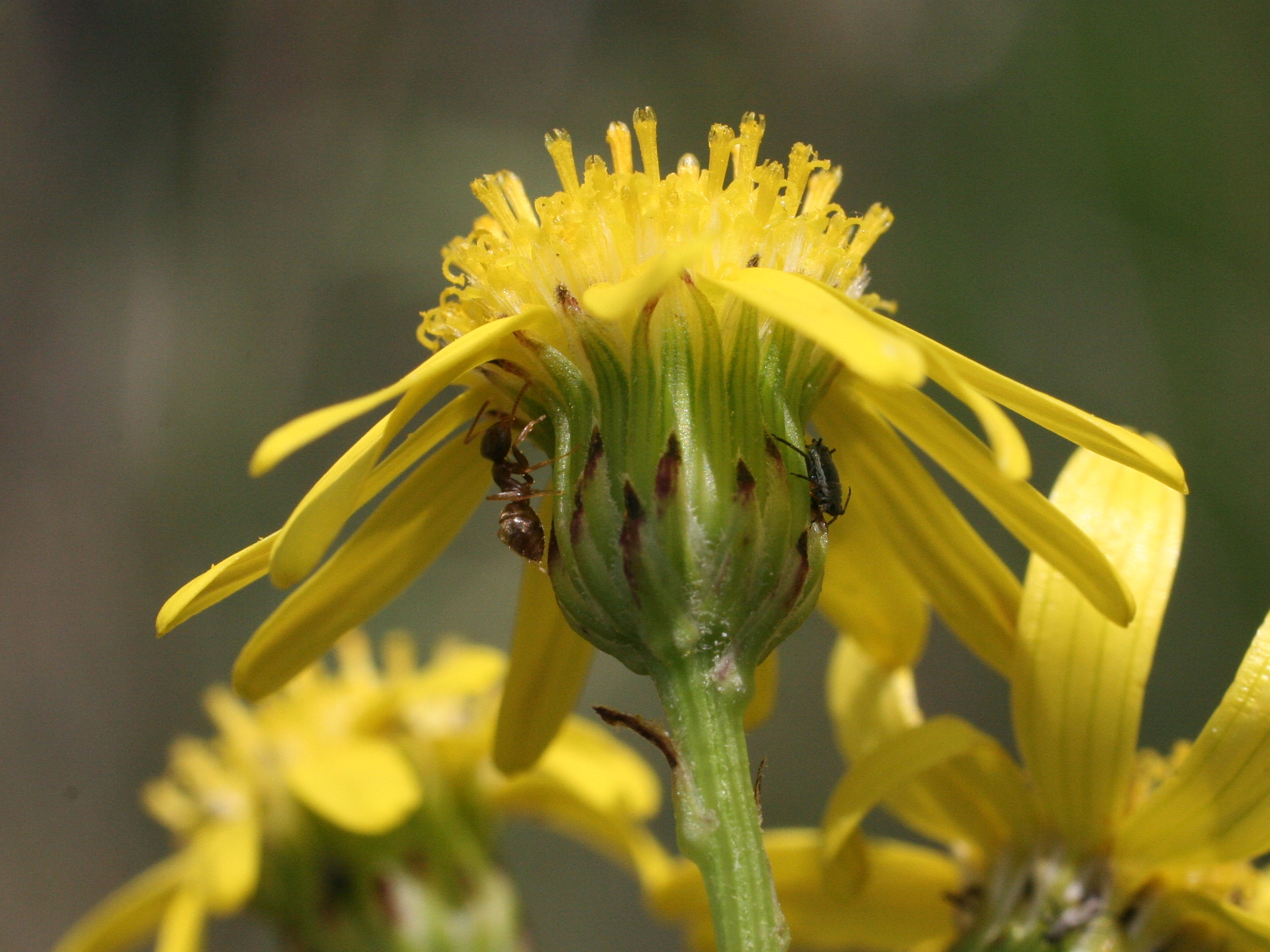 senecio_inaequidens3amd