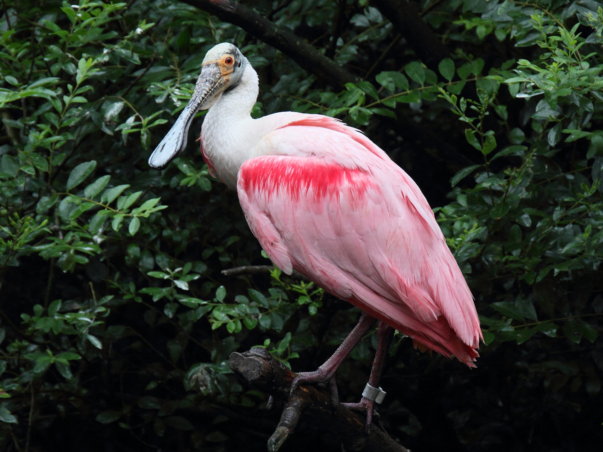 spatule_rosee_-_platalea_ajaja4md