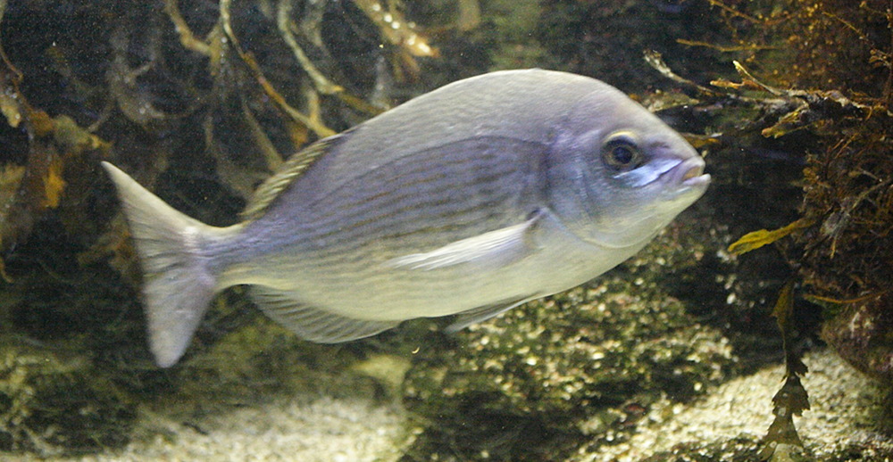 Afficher le média Spondyliosoma_cantharus Spondyliosoma_cantharus