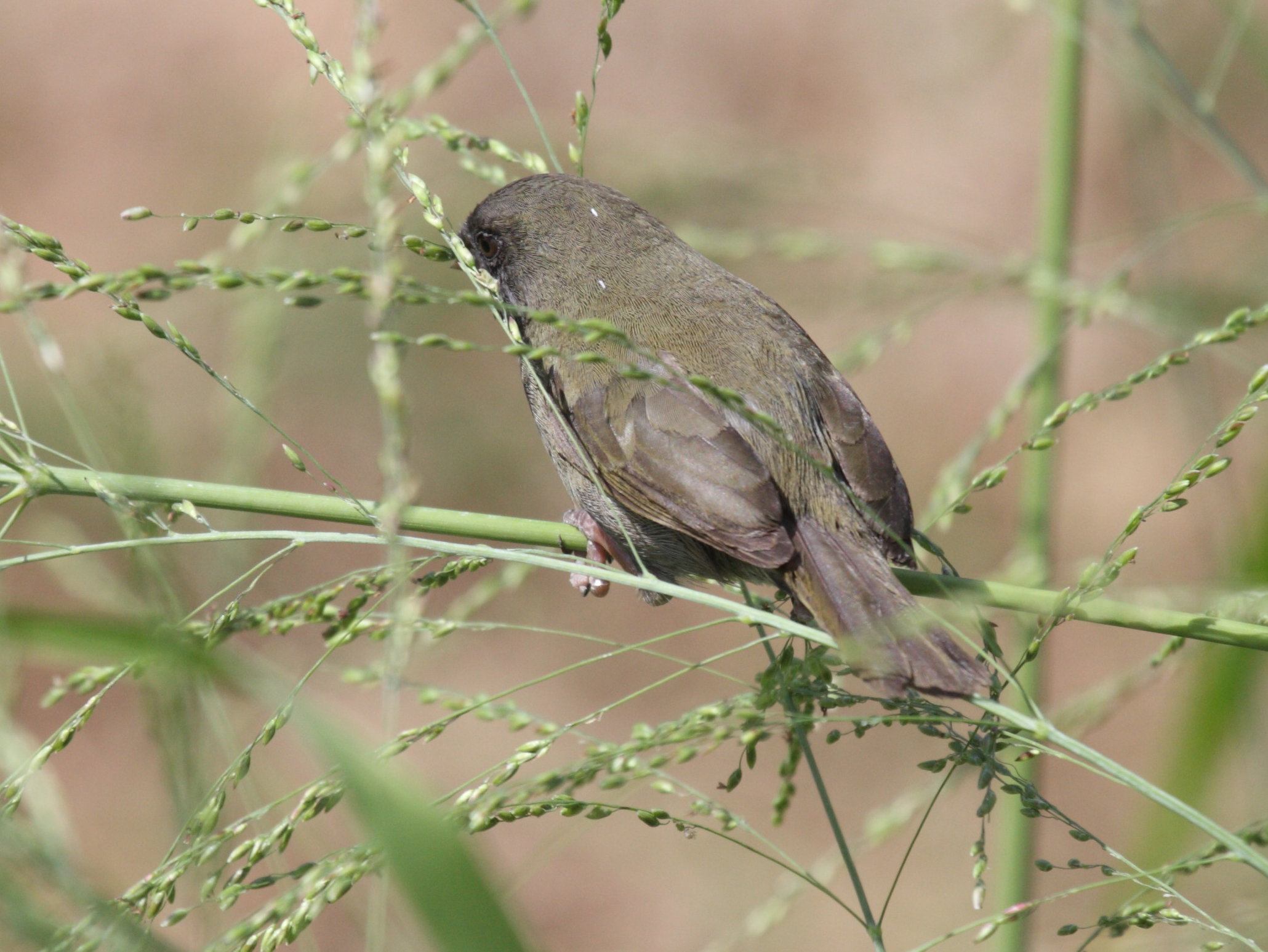 sporophile_cici_-_tiaris_bicolor2bd