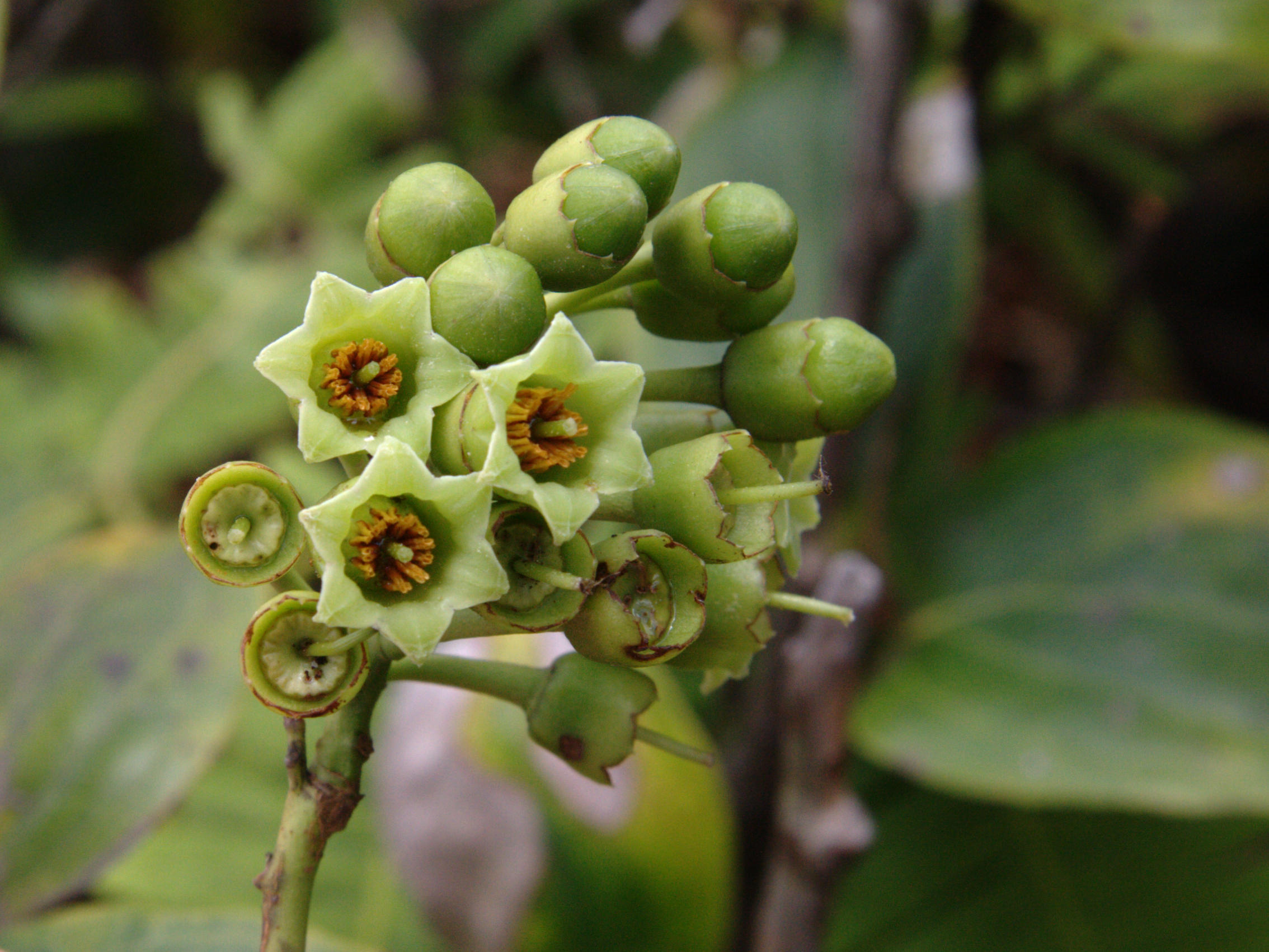 symphysia_racemosa3md