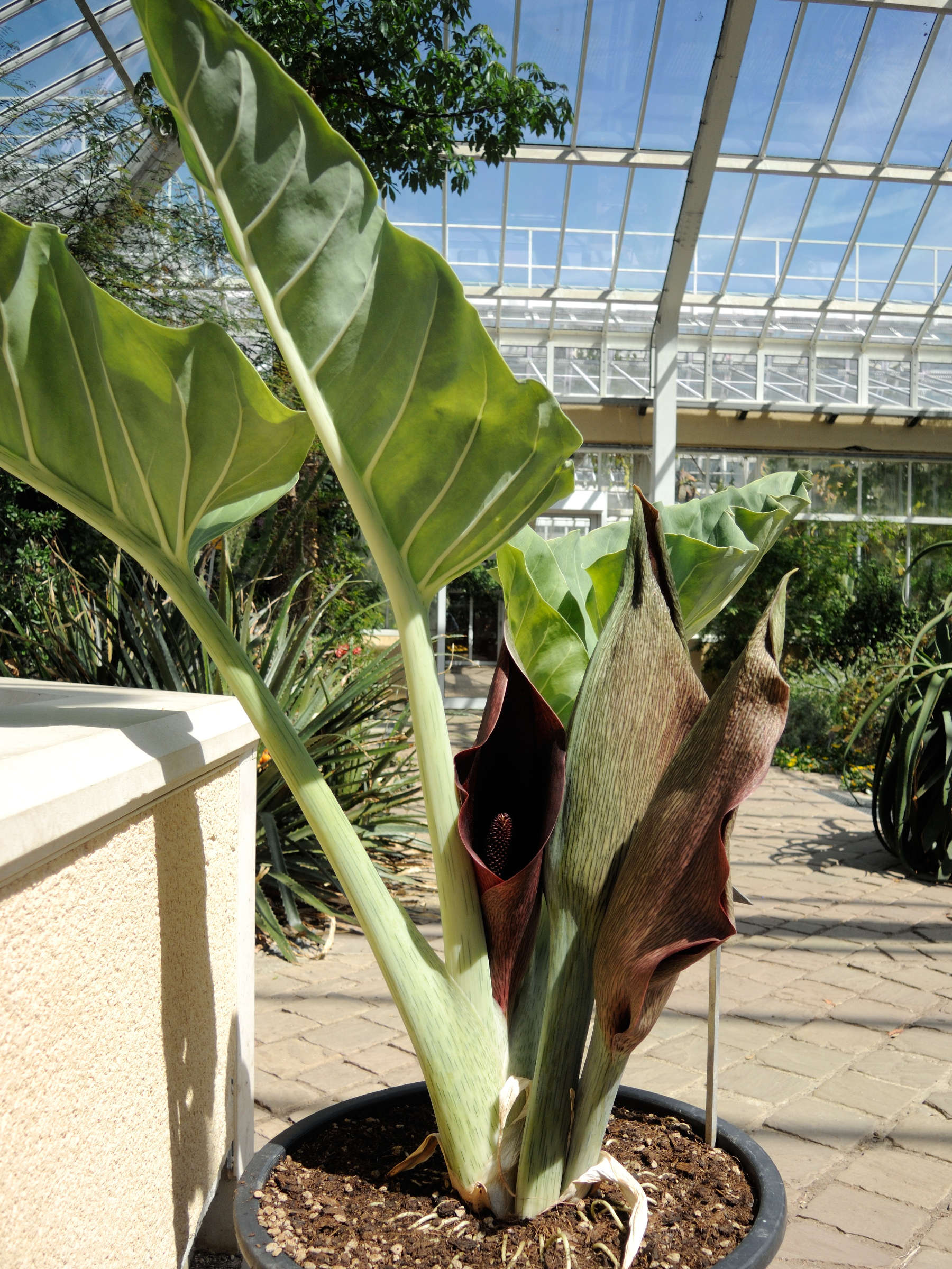 synandrospadix_vermitoxicus1md