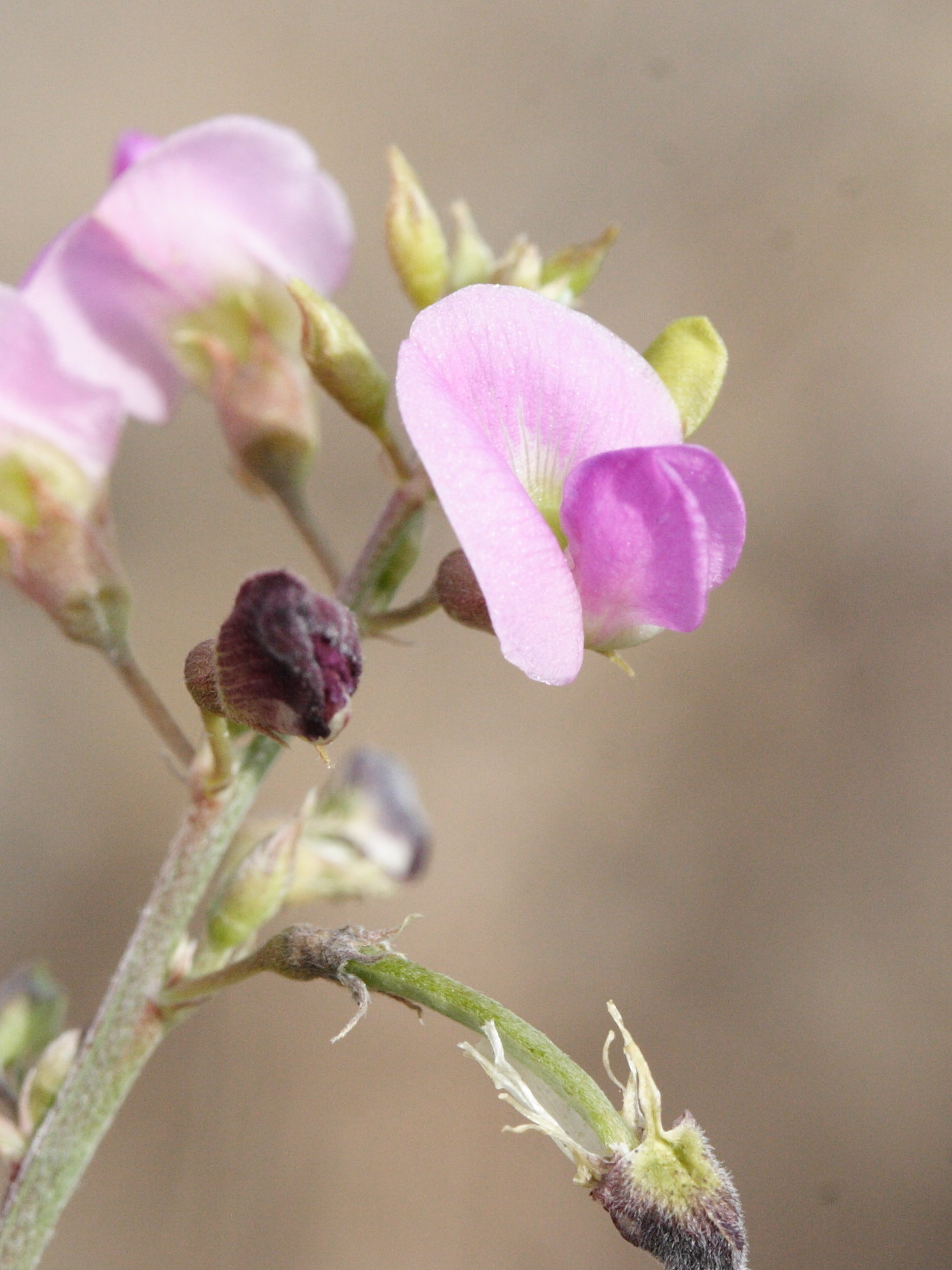 tephrosia_purpurea2bmd