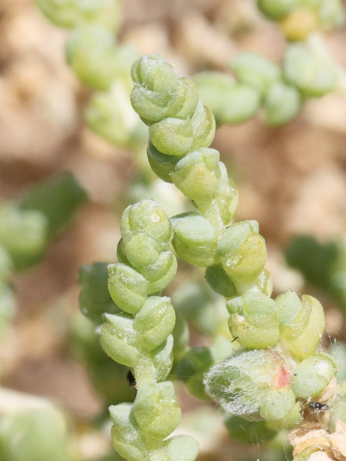 traganum_moquinii3md