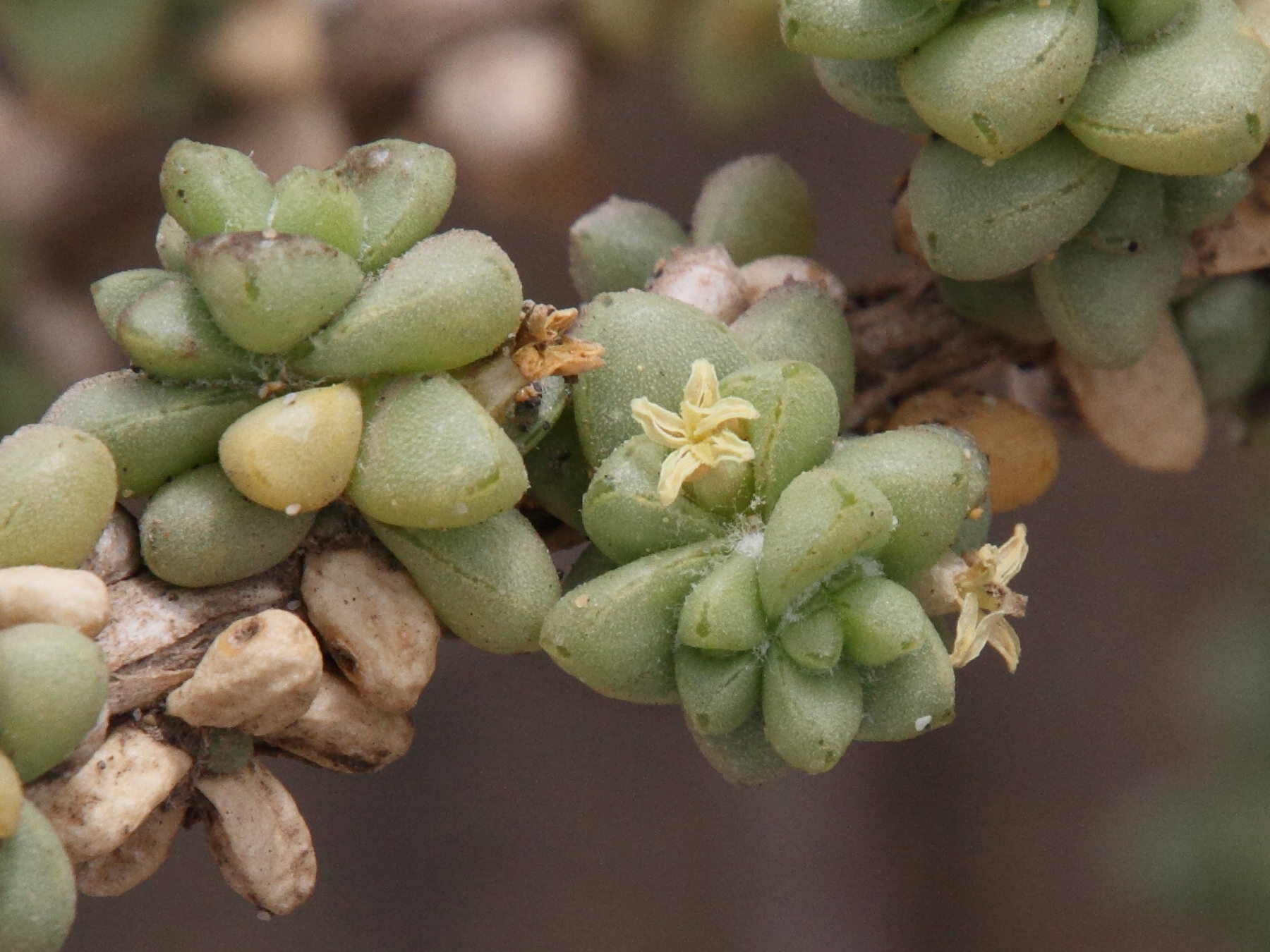 traganum_moquinii5md