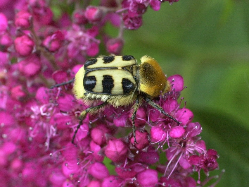 Afficher le média trichius_rosaceus1md trichius_rosaceus1md