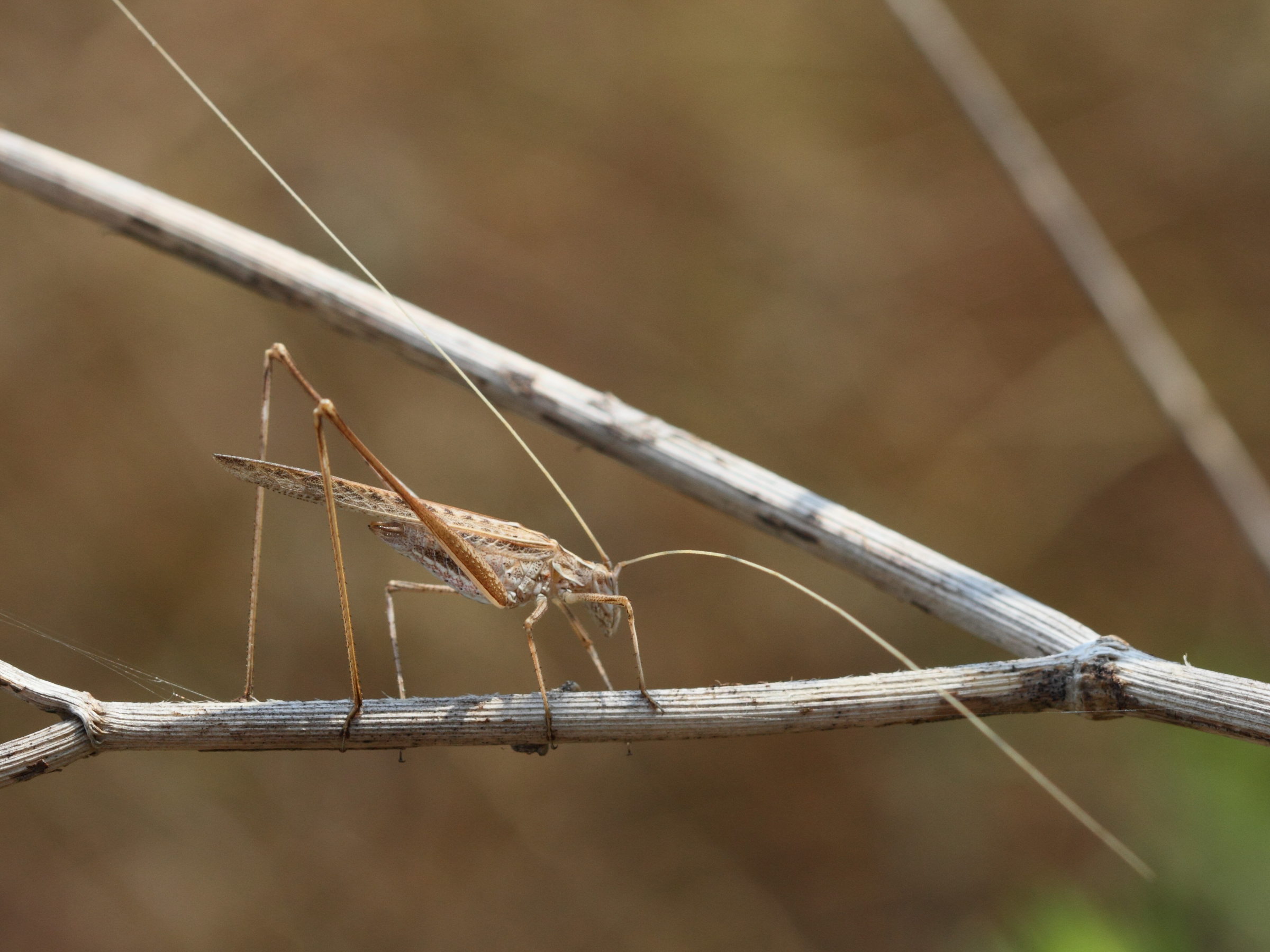 tylopsis_liliifolia5bd