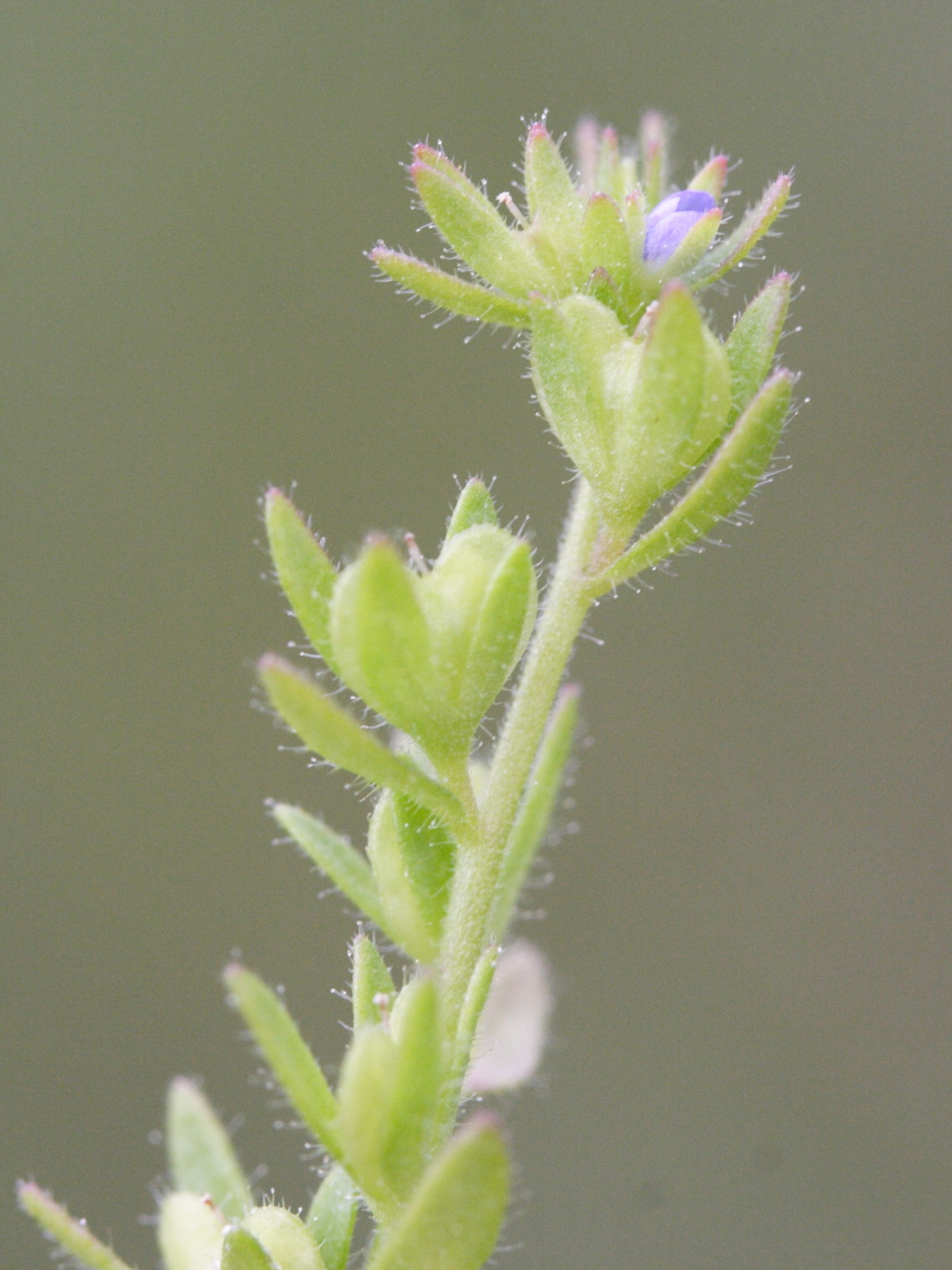 veronica_acinifolia2md