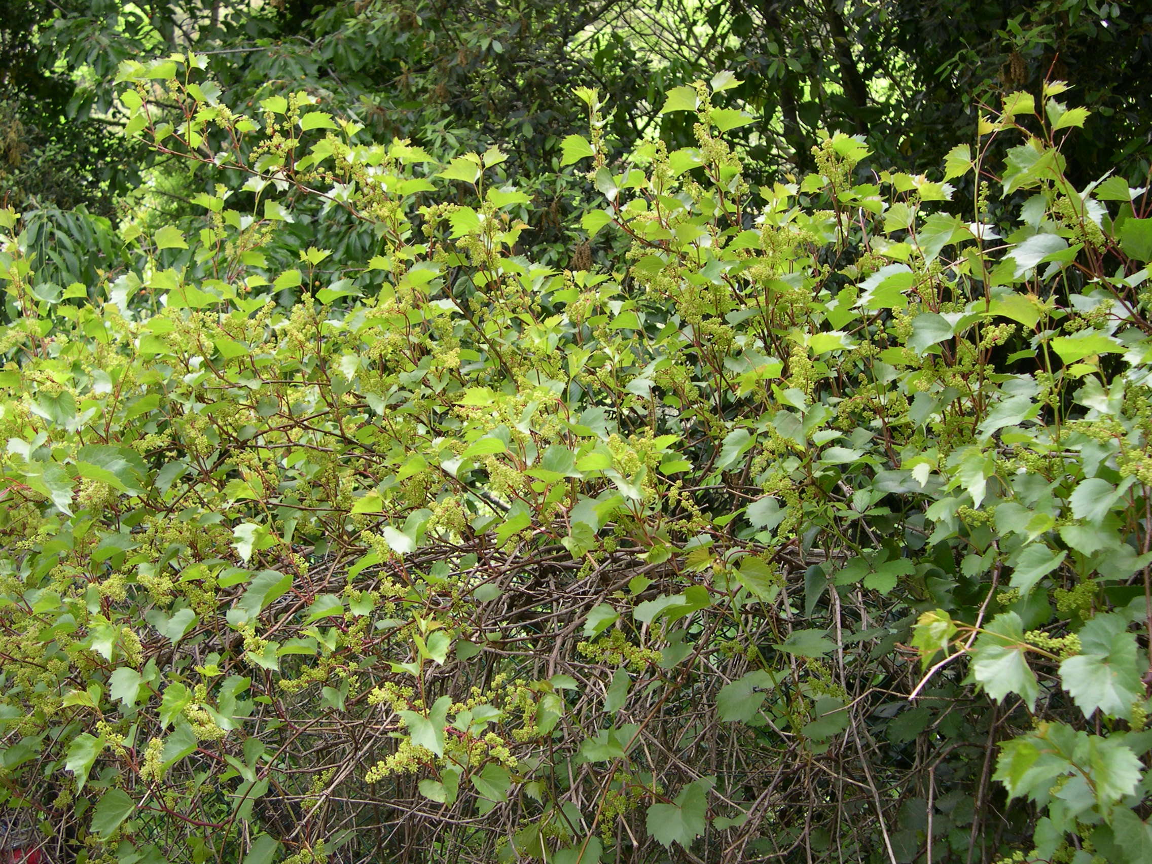 vitis_vinifera_sylvestris2md
