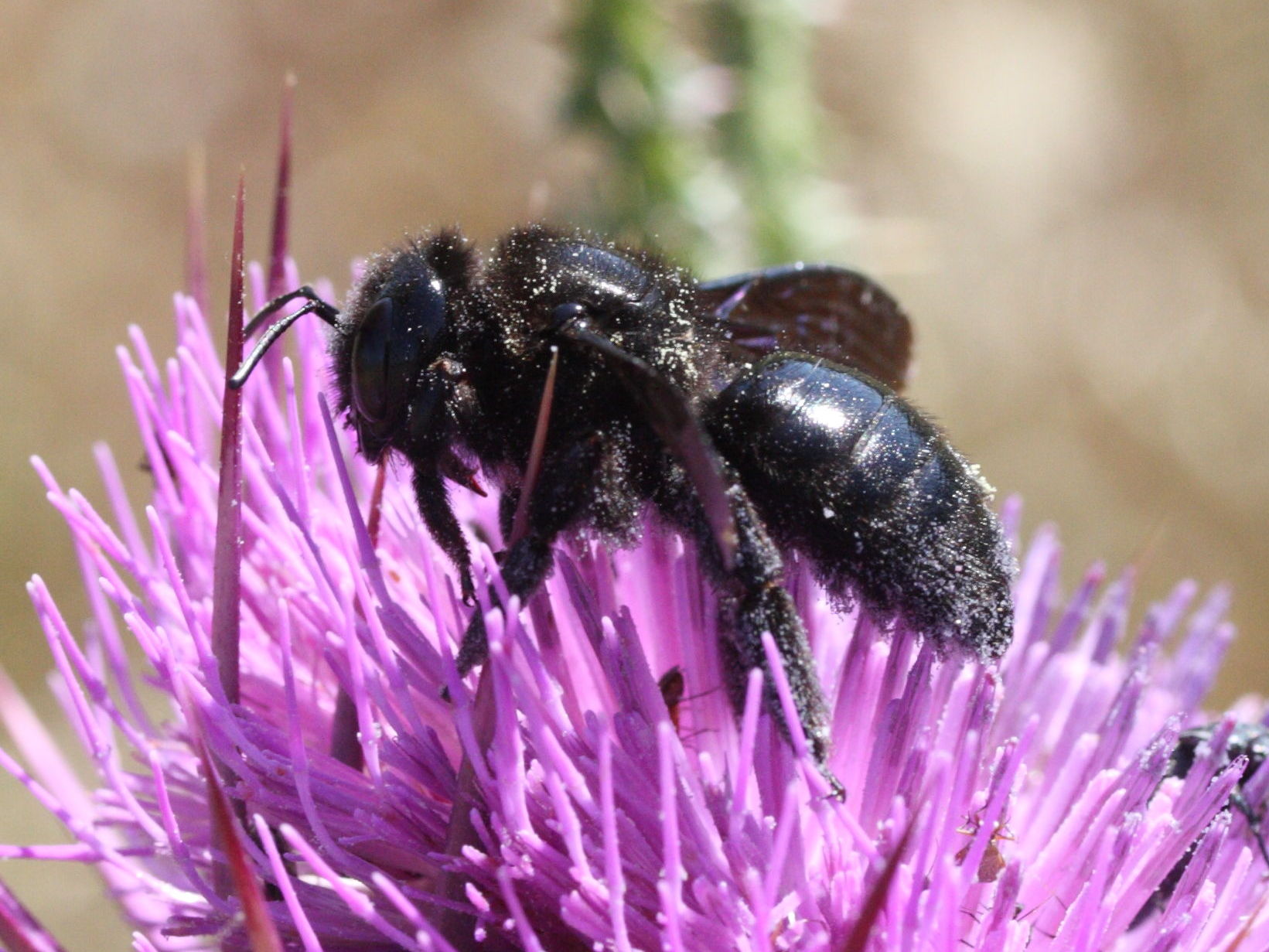 xylocopa_violacea2md