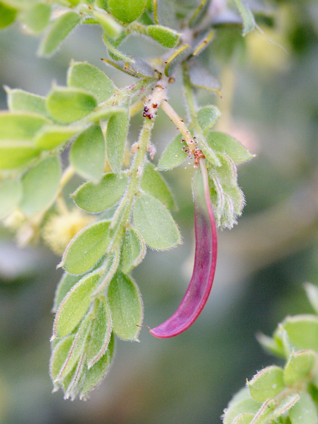 acacia_cultriformis3md