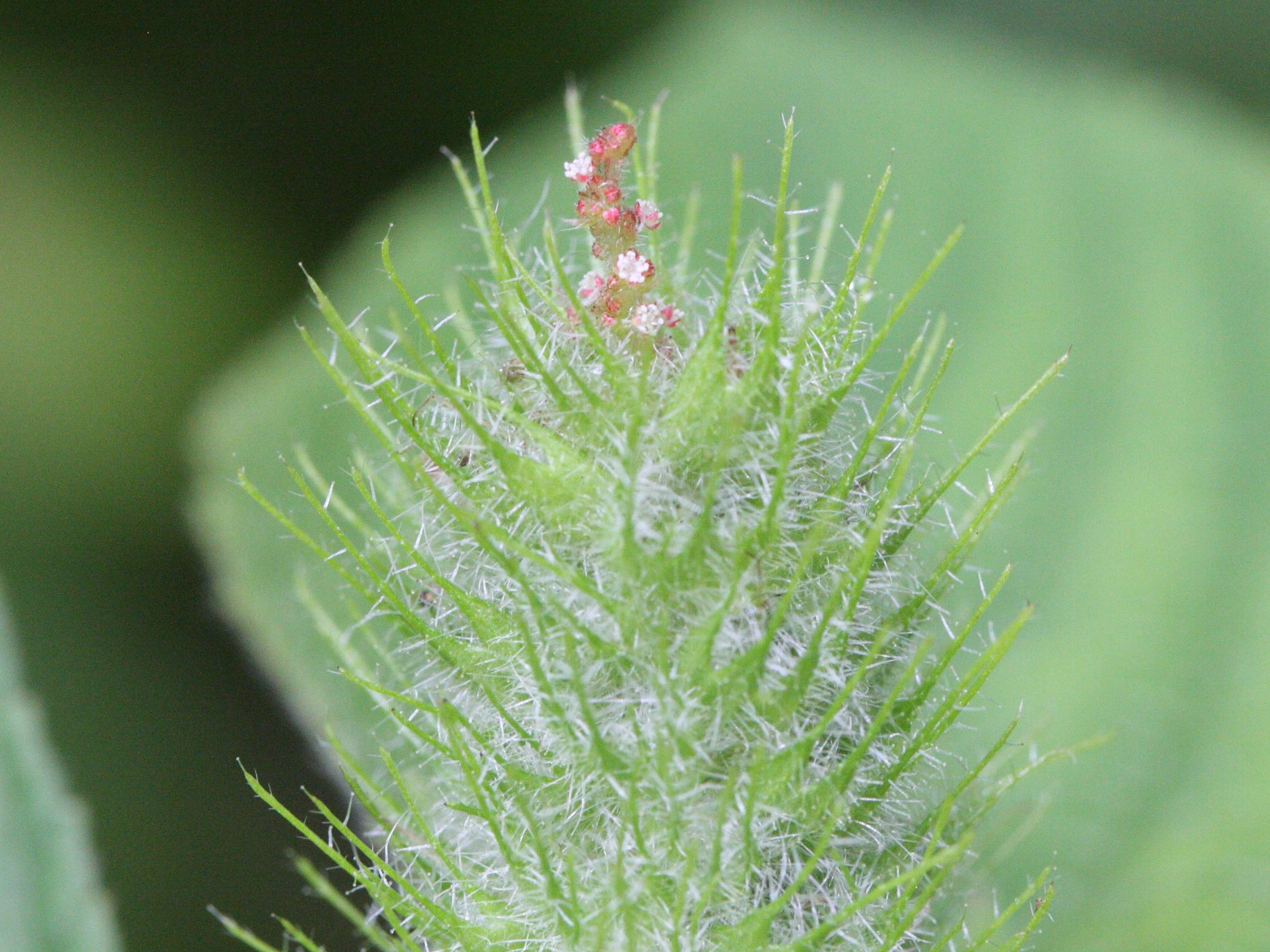 acalypha_arvensis2md
