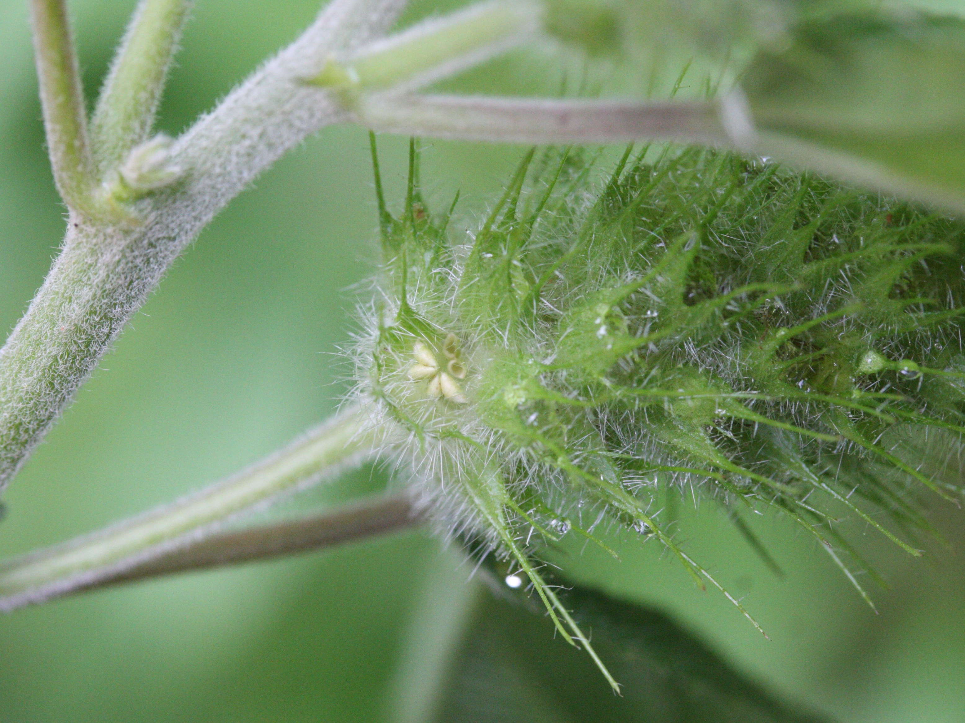 acalypha_arvensis3md